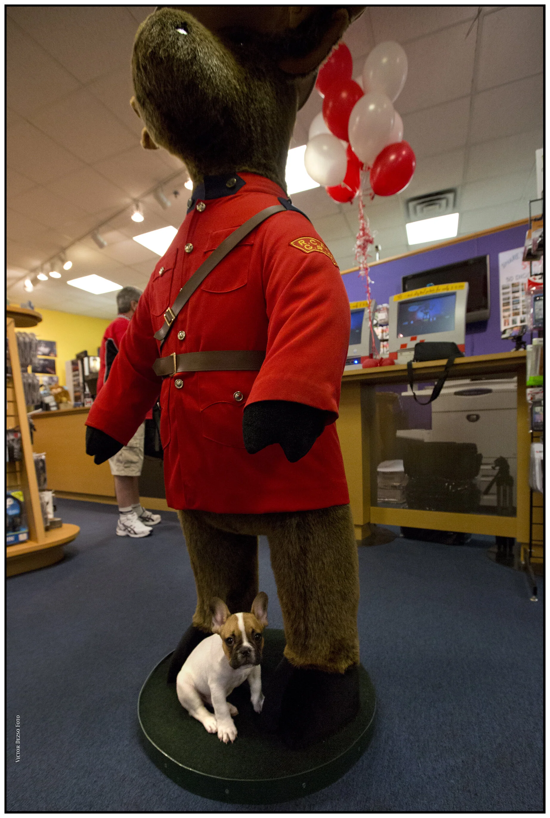 Loki_July 7_2012_C2427_4x6s.jpg