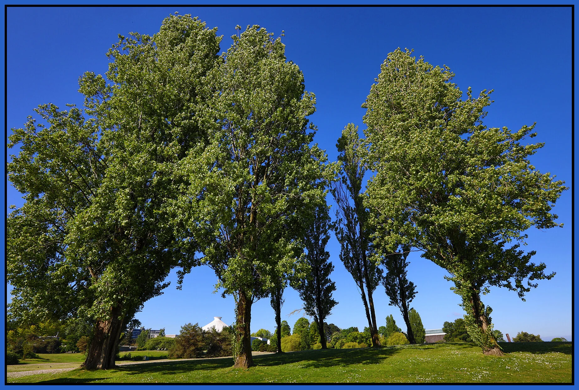 Vanier Pk Trees_May 21_2021_HDR_5A4875_4x6s.jpg