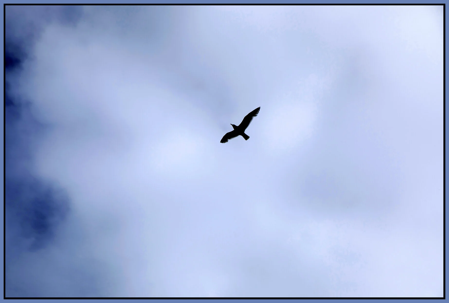 Seagull_Jun 15_2021_CR2_5A8498_peHkP_4x6s.jpg