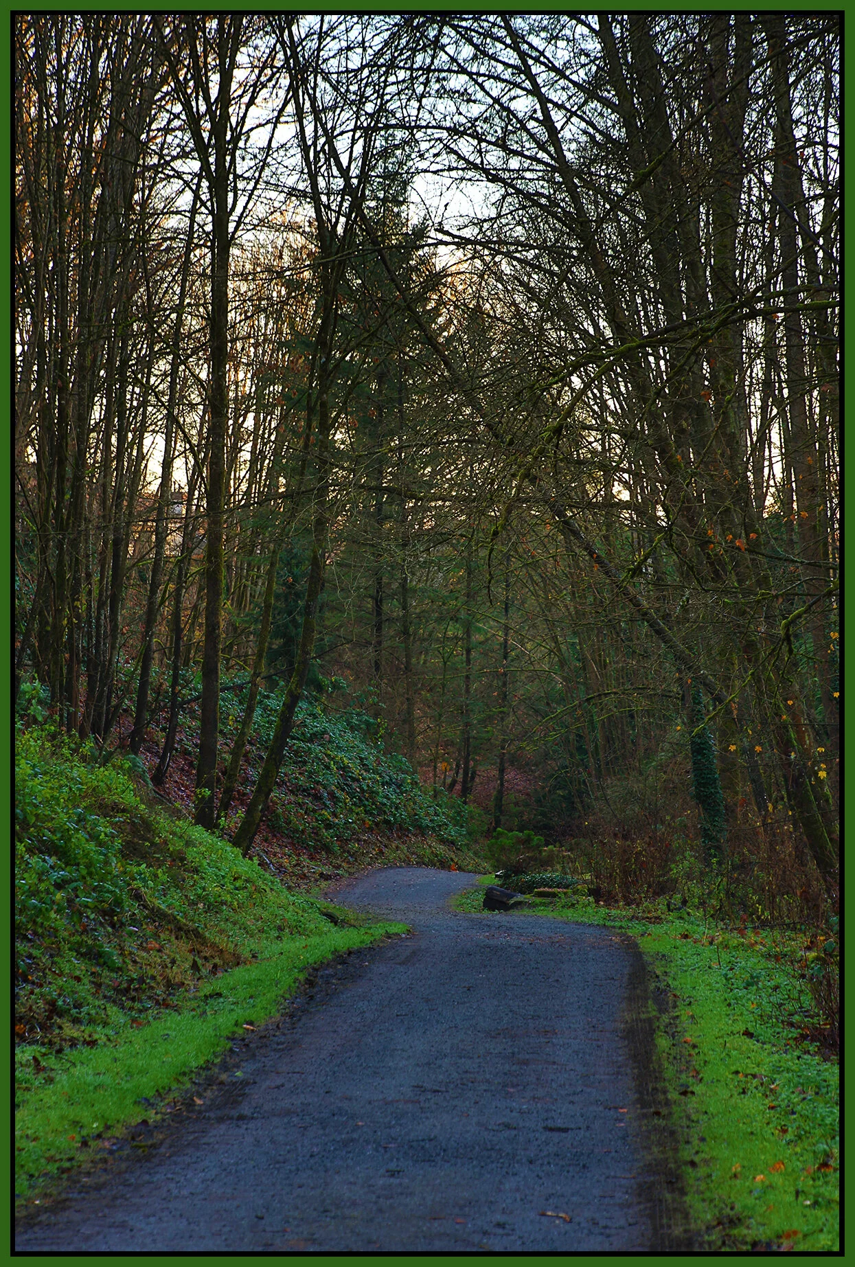 New Westminster Ravine Trees_Dec 2_2020_HDR_3B6173_4x6s.jpg