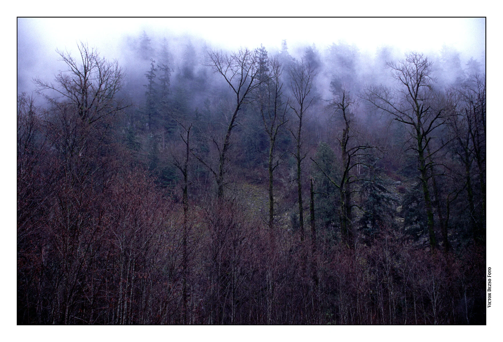 Squamish Trees_Dec_1999_1_4x6s.jpg