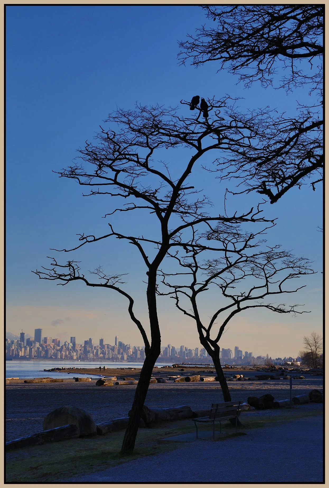 Spanish Banks Trees_Dec 31_2014_F4580_4x6s.jpg