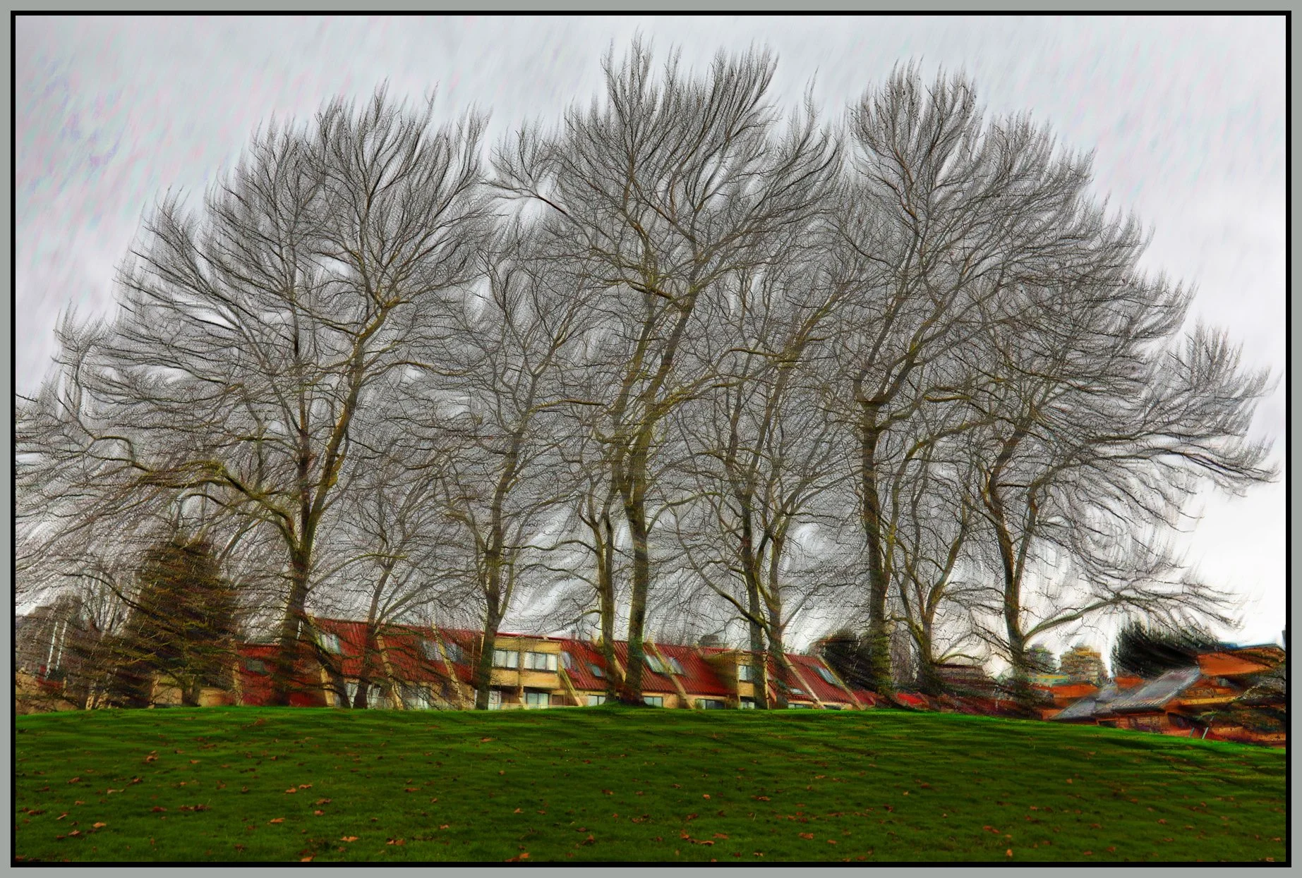 Charleson Pk Trees_Nov 23_2016_HDR_A9754_peStngOils&_4x6s.jpg