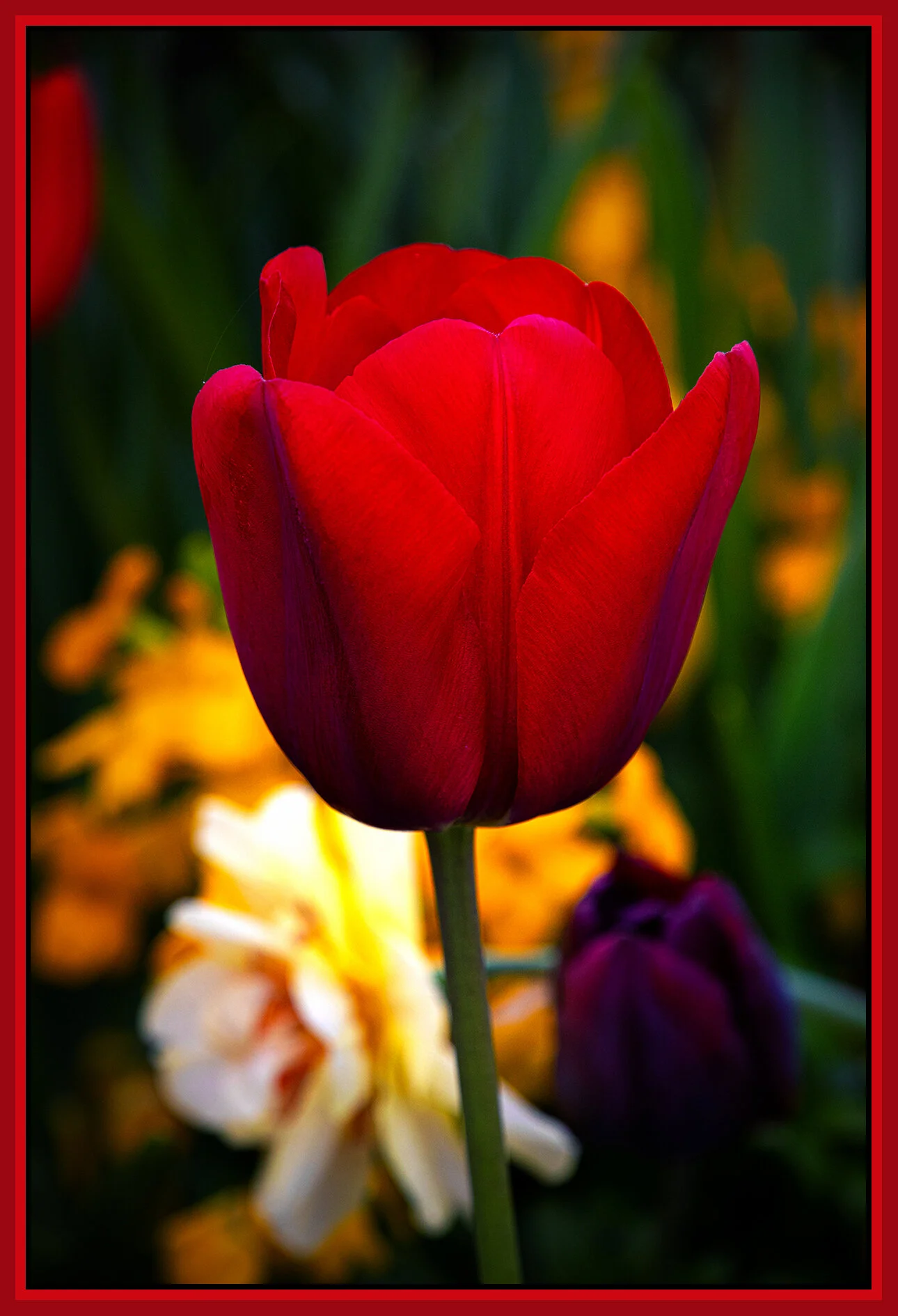 Flowers Tulips_Apr 28_2021_CR2_4G7993_peIntnseDetail_4x6s.jpg