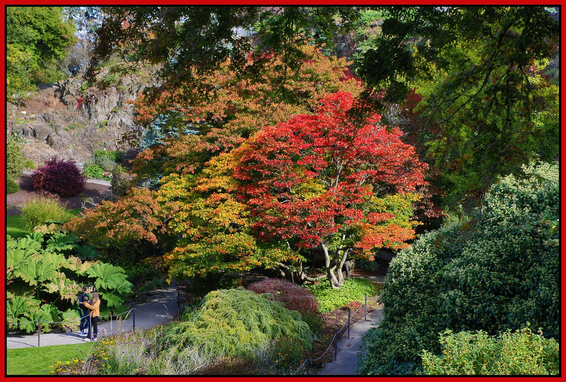 Queen E.Park Trees_Oct 13_2024_HDR_4J4166_4x6s.jpg