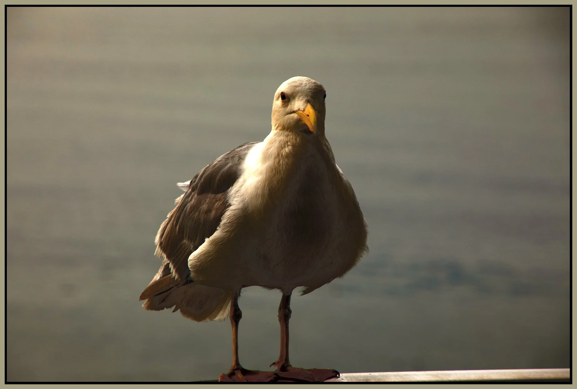 Seagull_Jul 31_2021_CR2_5A6658_peDehaze_4x6s.jpg