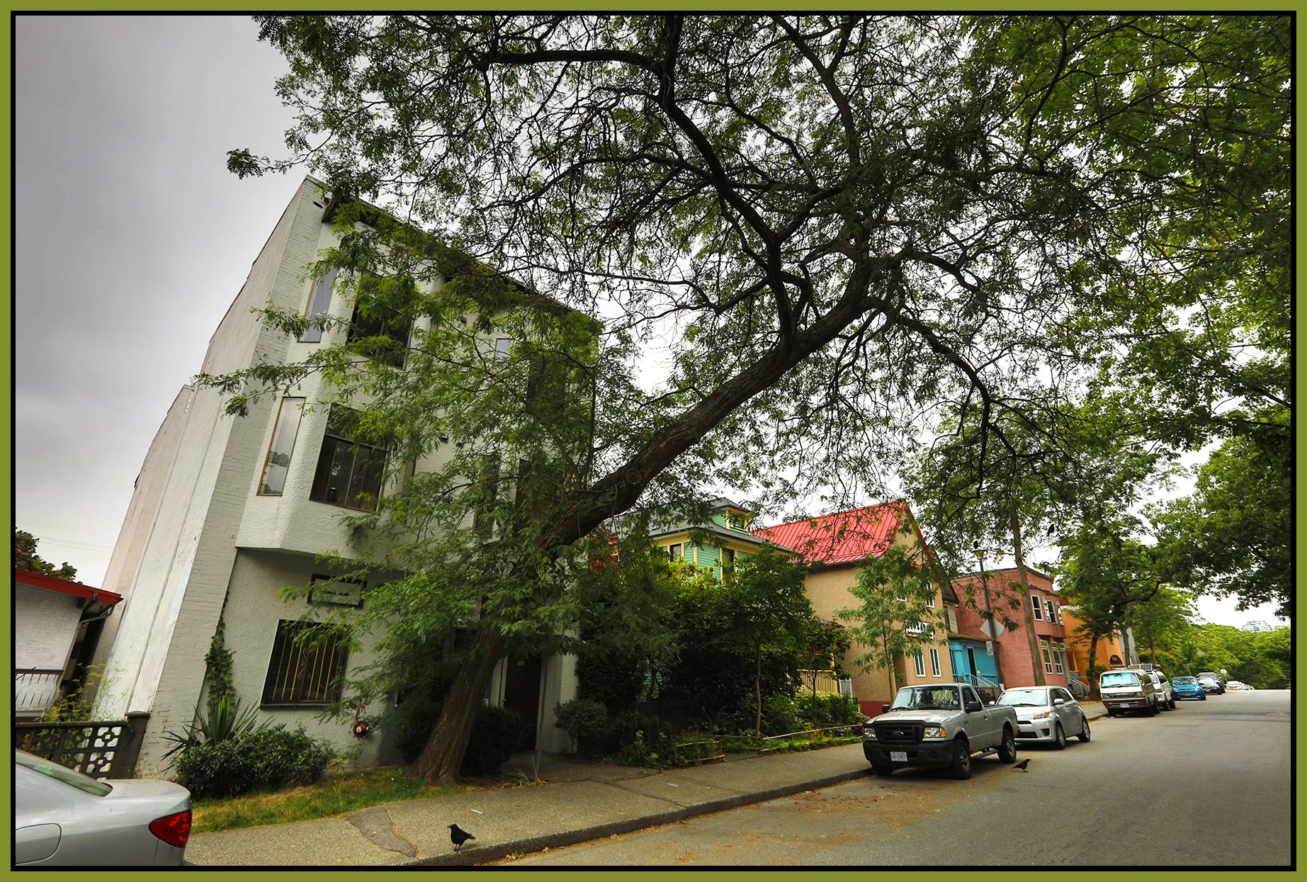 528 Keefer St Tree_Jul 25_2025_HDR_4J8565_4x6s.jpg