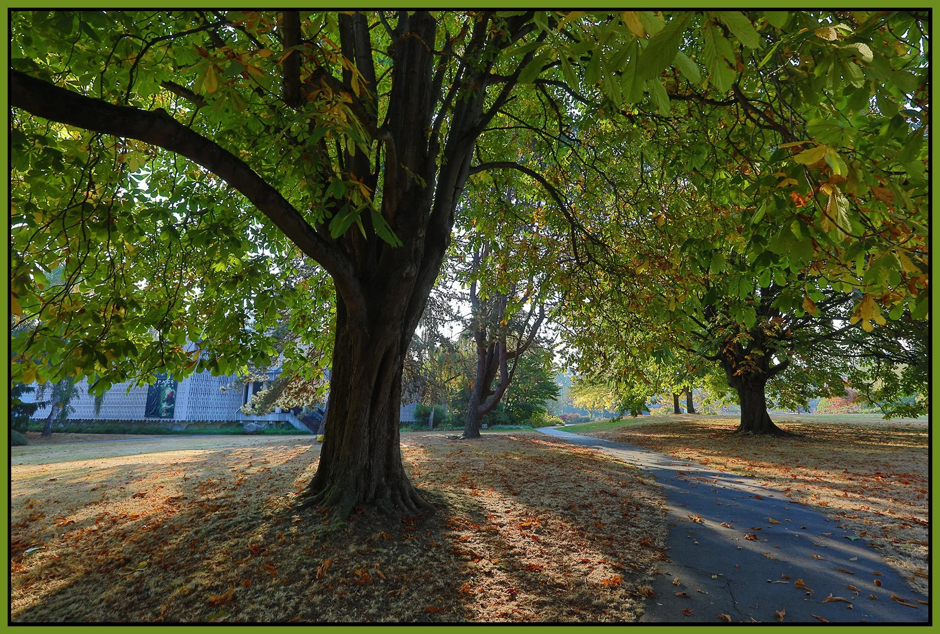 Planetarium Trees_Oct 9_2022_HDR_5C1039_4x6s.jpg
