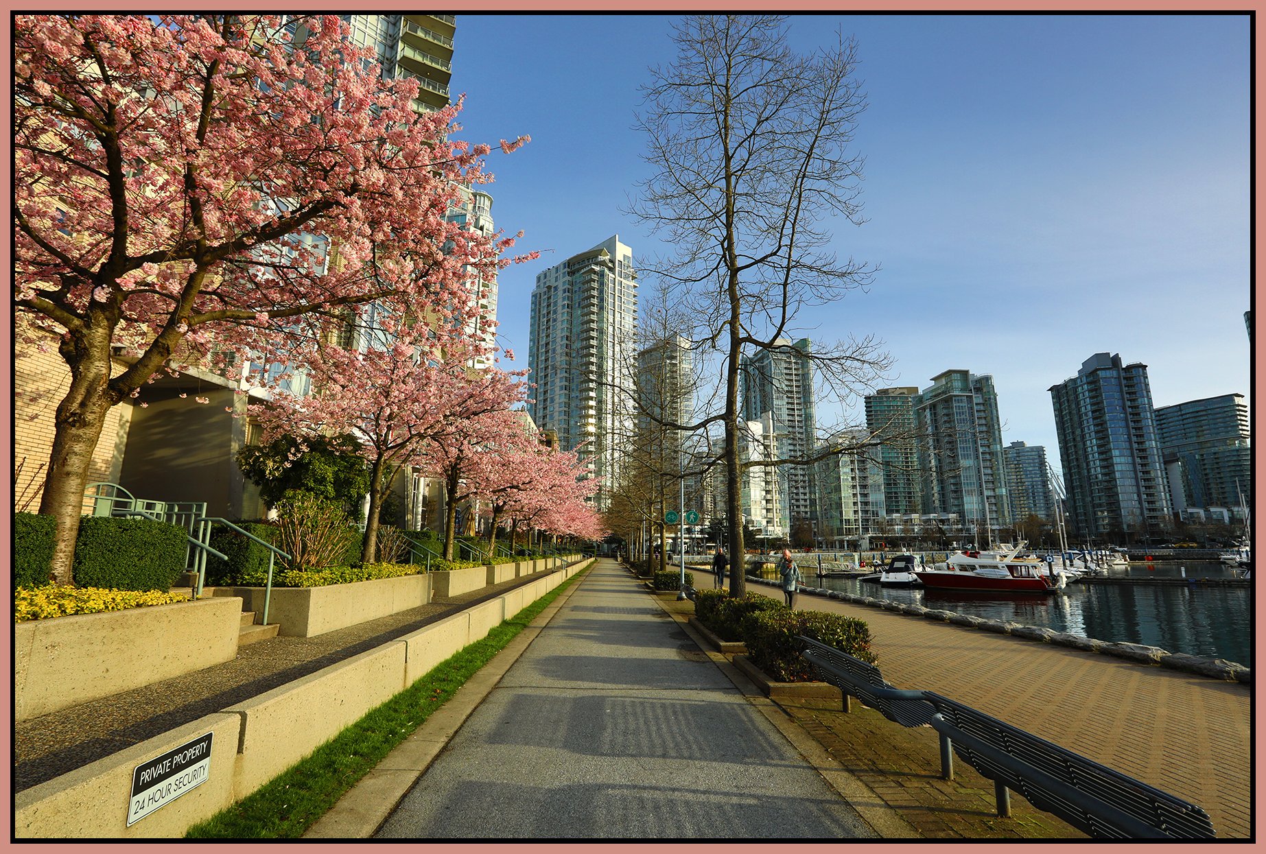 Concord Pacific Trees_Mar 24_2022_HDR_5B0905_4x6s.jpg