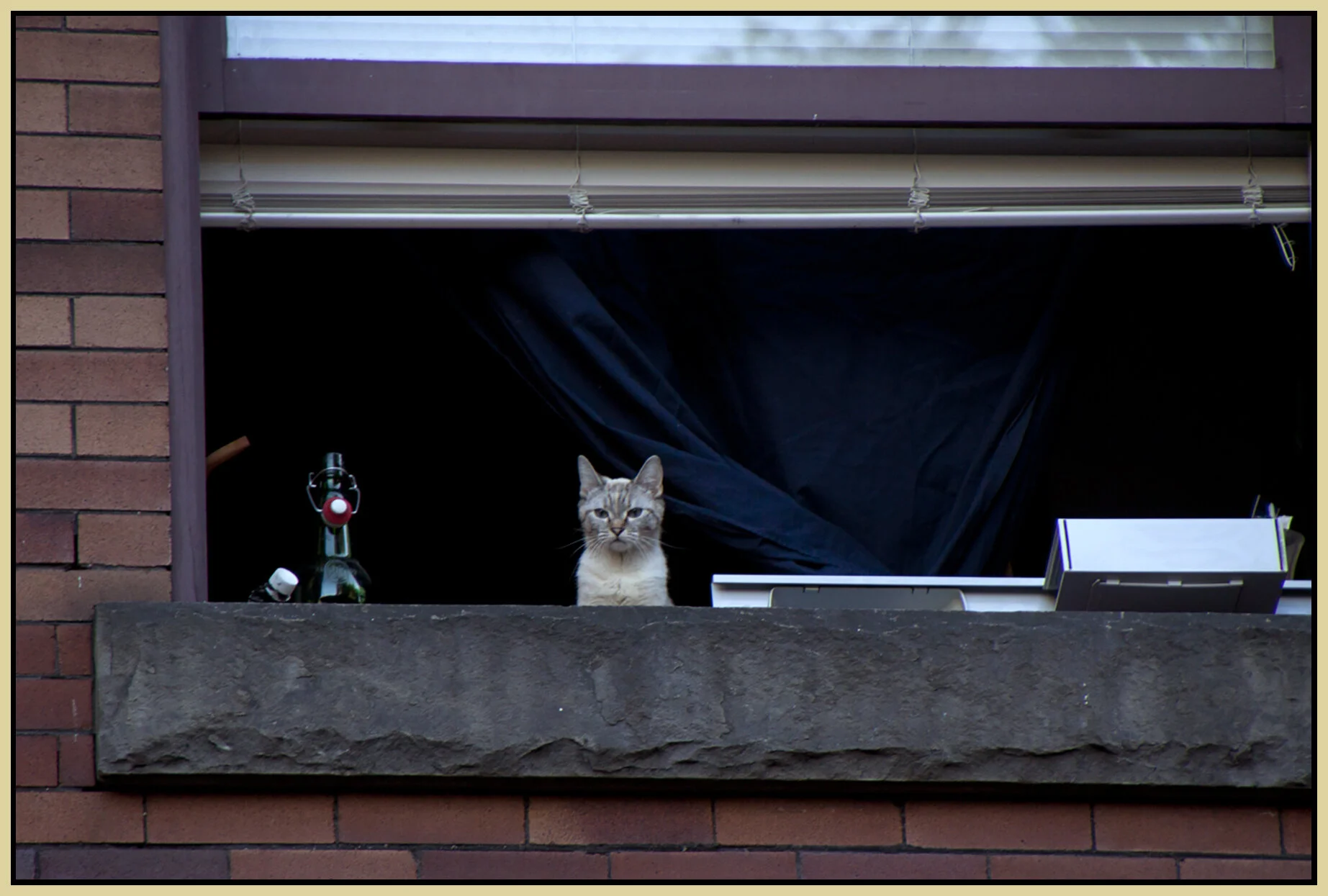 Gastown Cat_July 15_2010_8932_4x6s.jpg