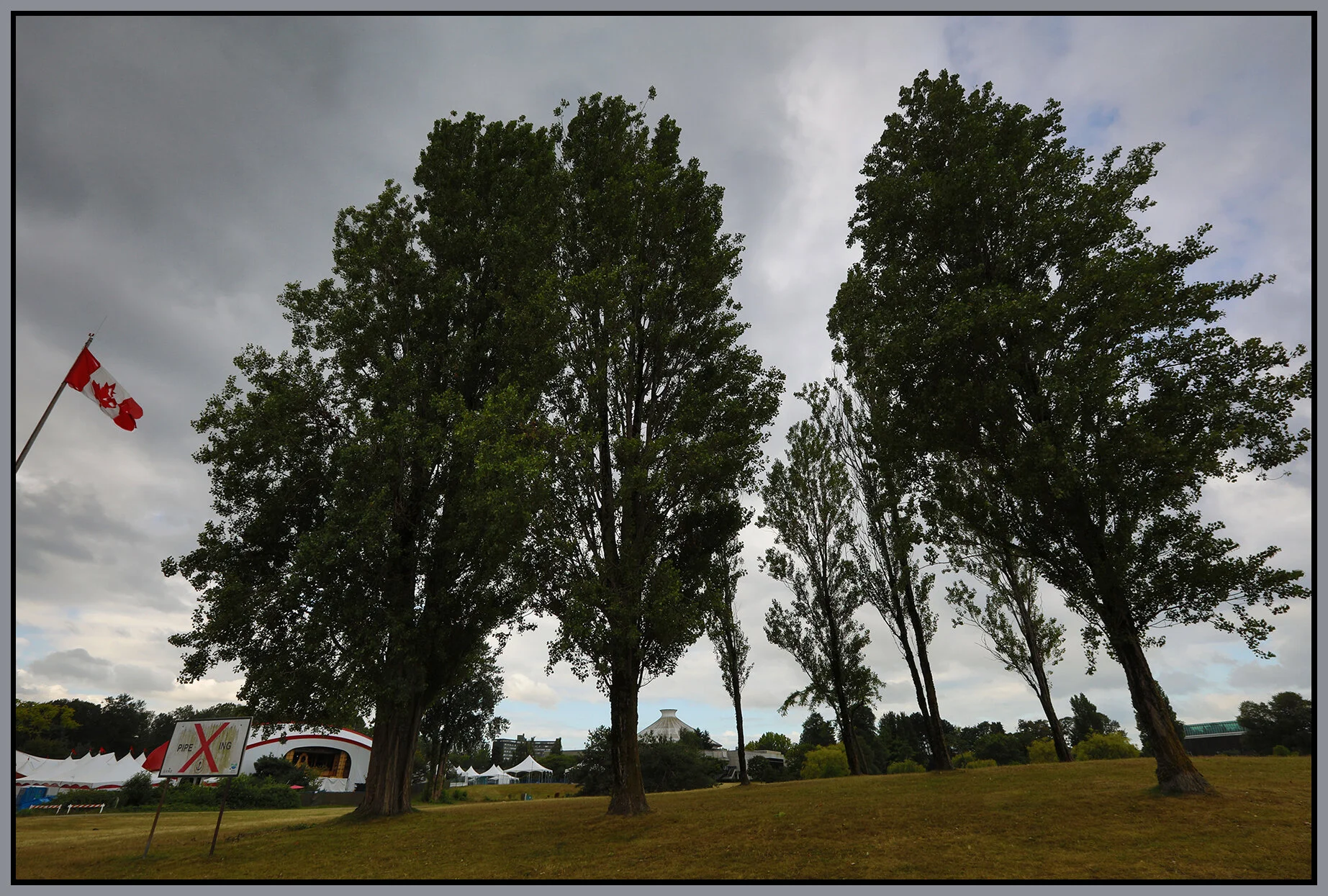 Vanier Pk Trees_Jul 24_2019_HDR_E0811_4x6s.jpg