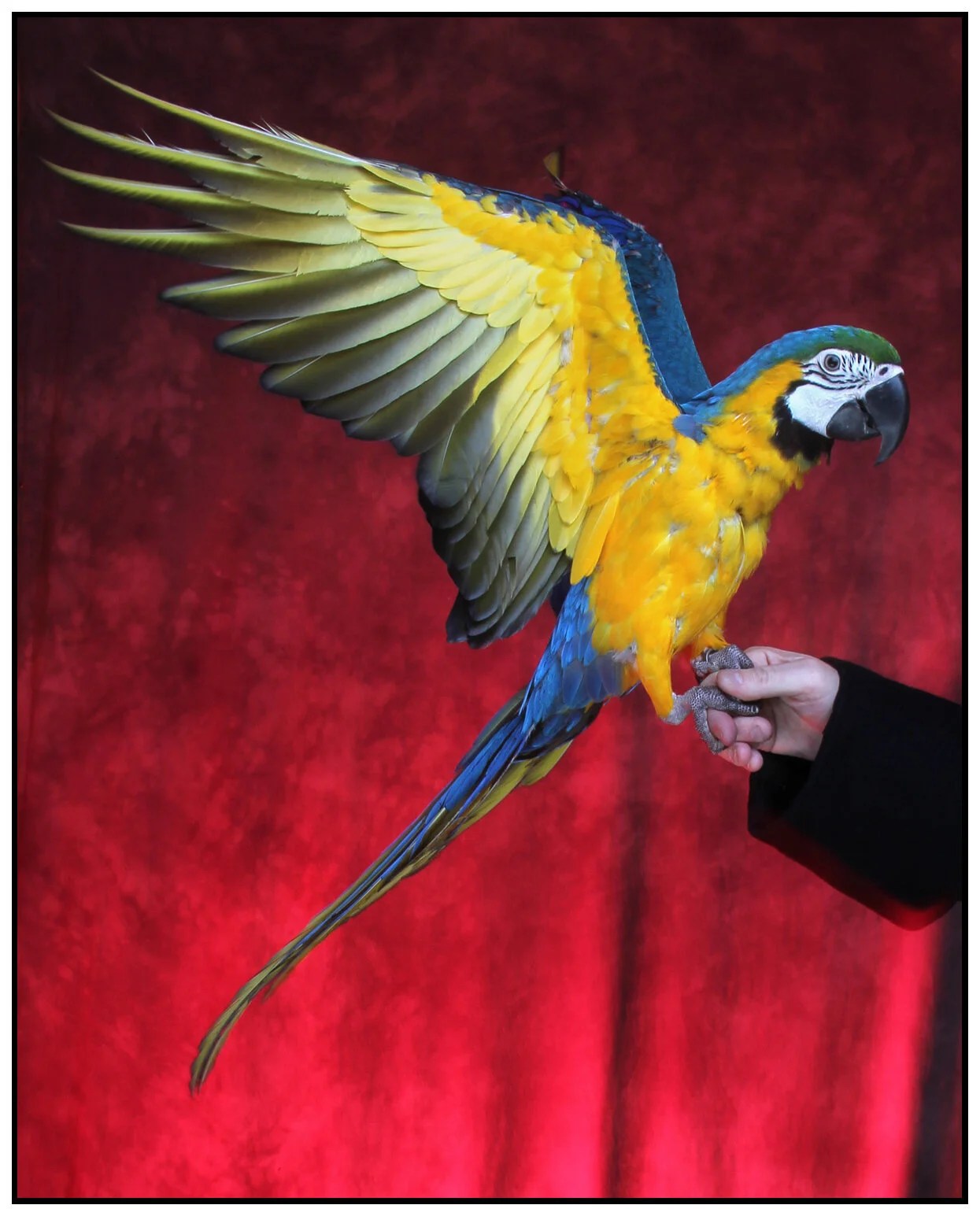 Coco_Jan 9_2011_9979_4x5s.jpg