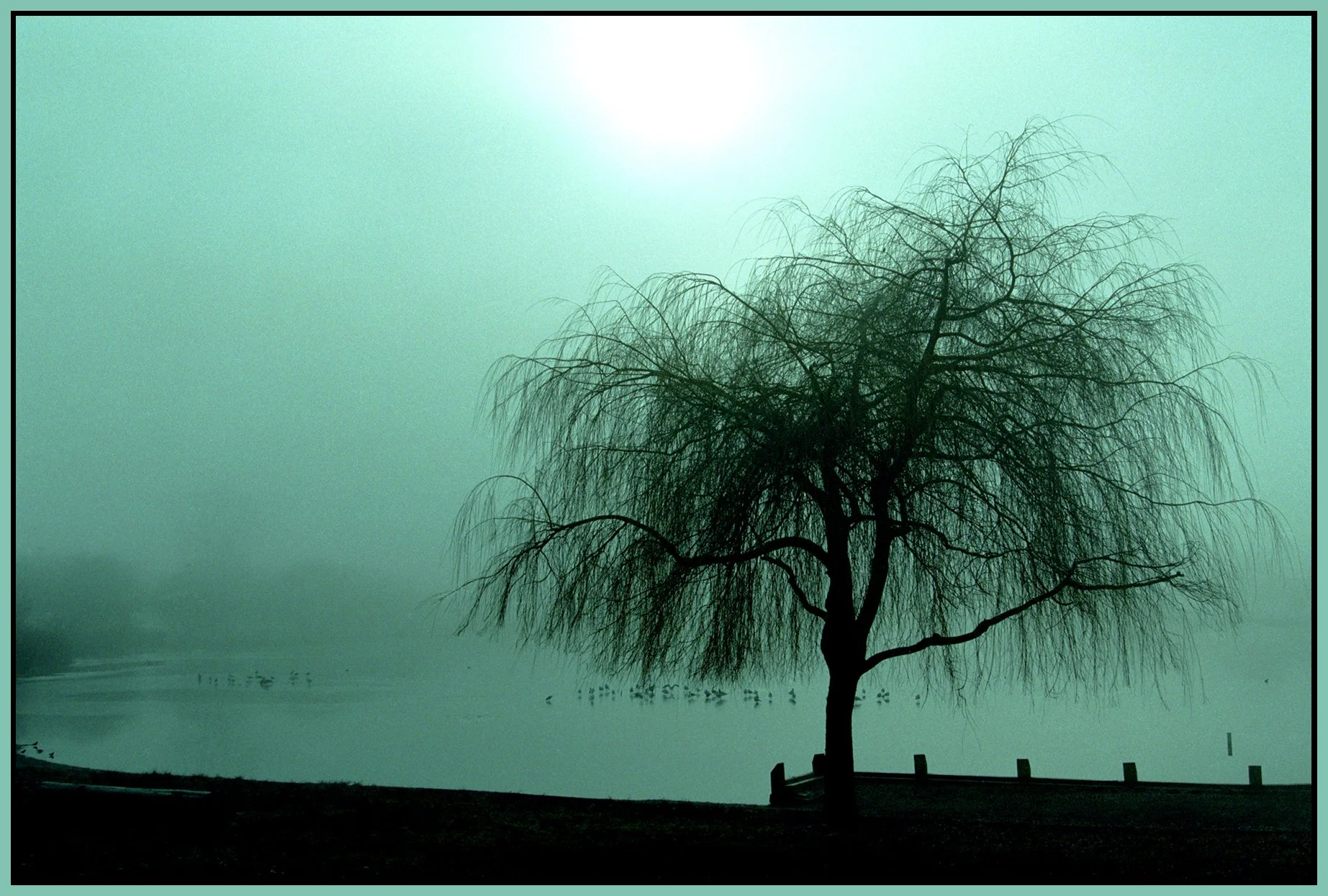 Trout Lake Tree_27_1_4x6s.jpg