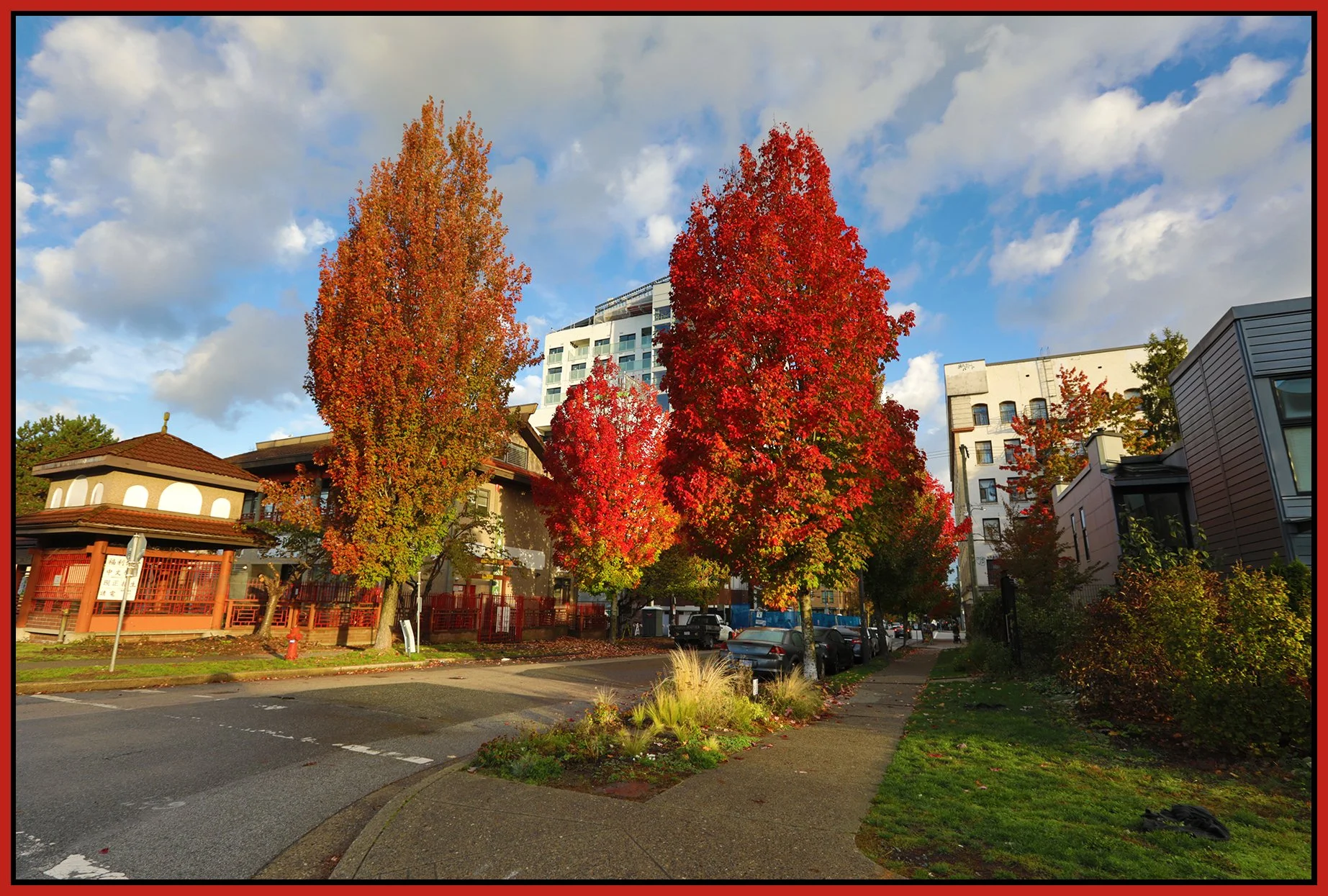 Jackson St Trees_Oct 17_2026_HDR_4L5085_4x6s.jpg
