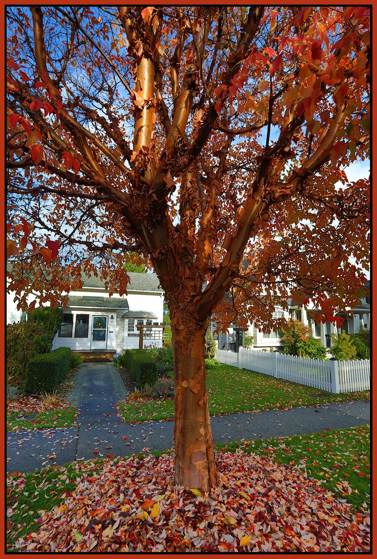 New West Tree_Nov 15_2020_HDR_4G4808_4x6s.jpg