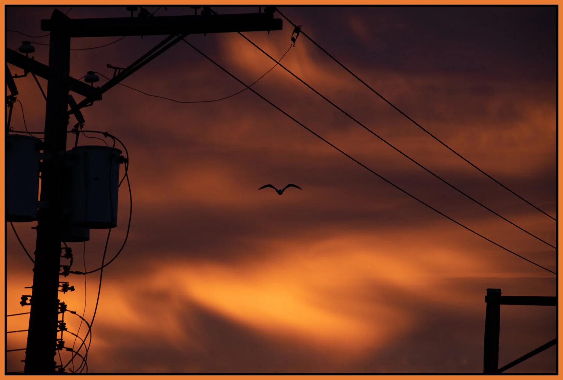 Sunrise Bird_Sep 4_2021_CR2_4G2999_4x6s.jpg