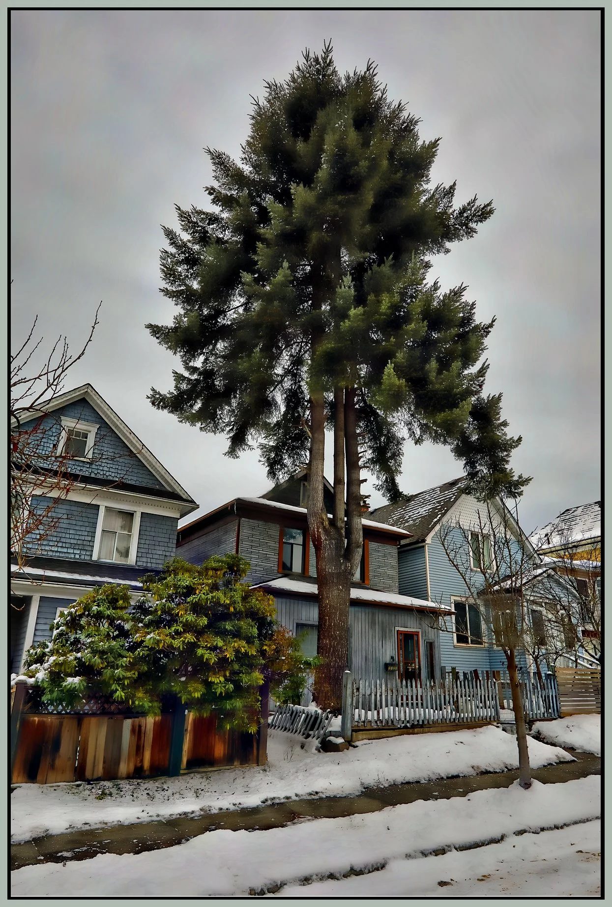 1106 E Pender Tree in Snow_Jan 1_2022_HDR_5A5754_peHdr2013_1_4x6s.jpg