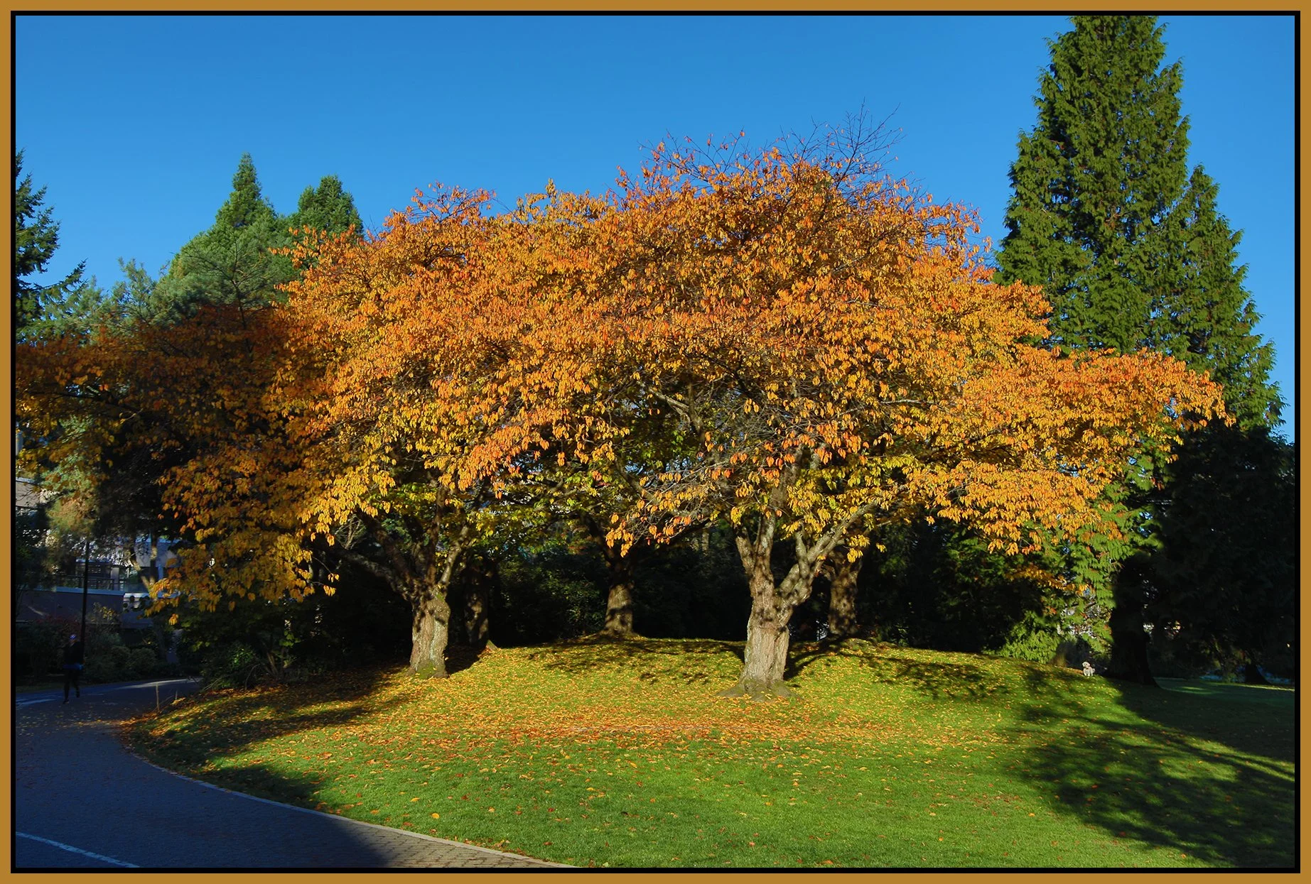 Granville Island Trees_Oct 31_2021_HDR_4G4510_4x6s.jpg
