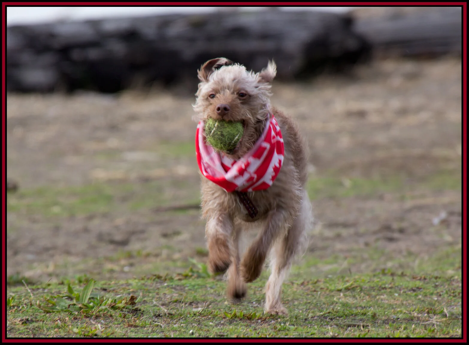 Frances at Iona Beach_Feb 2_2016_8052_4x6s.jpg