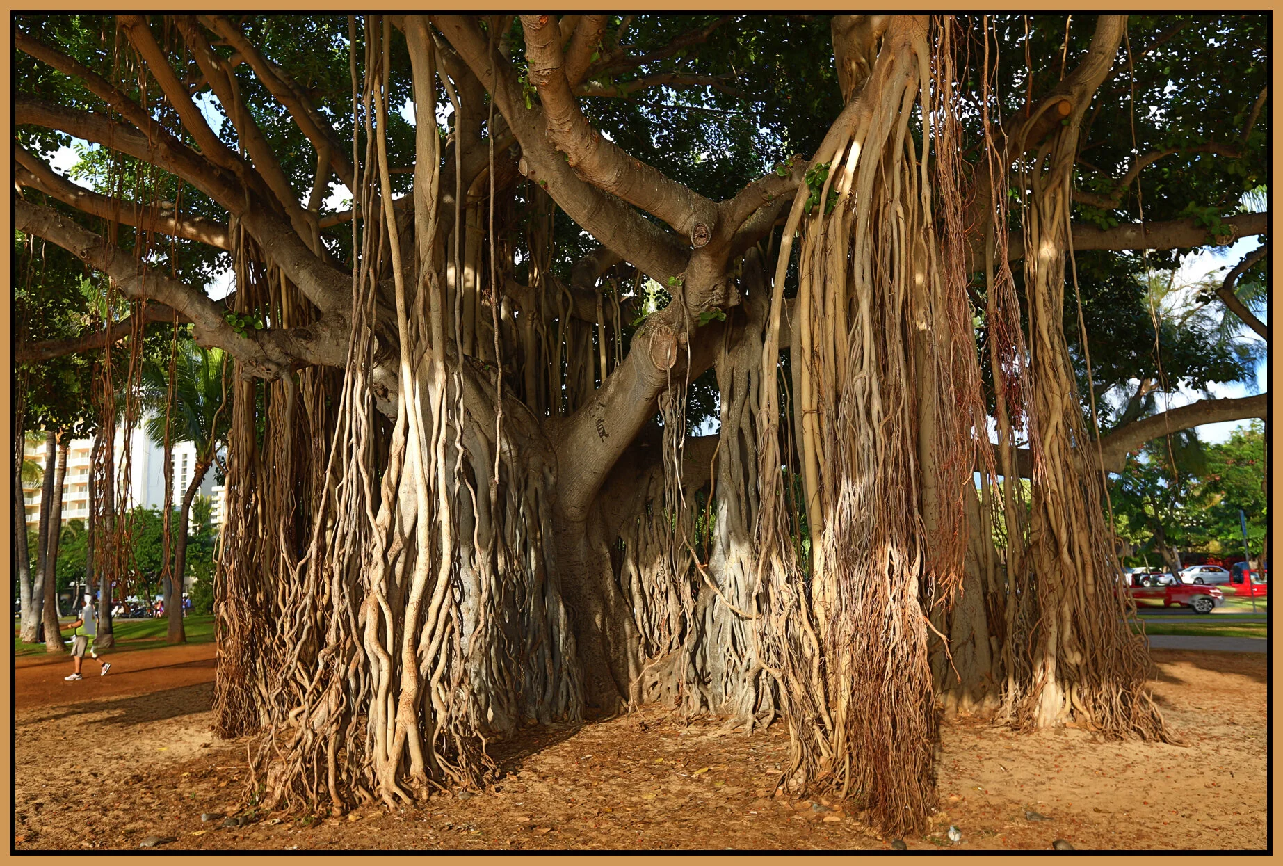 Hawaii Trees_Nov 16_2012_HDR_C8558_4x6s.jpg