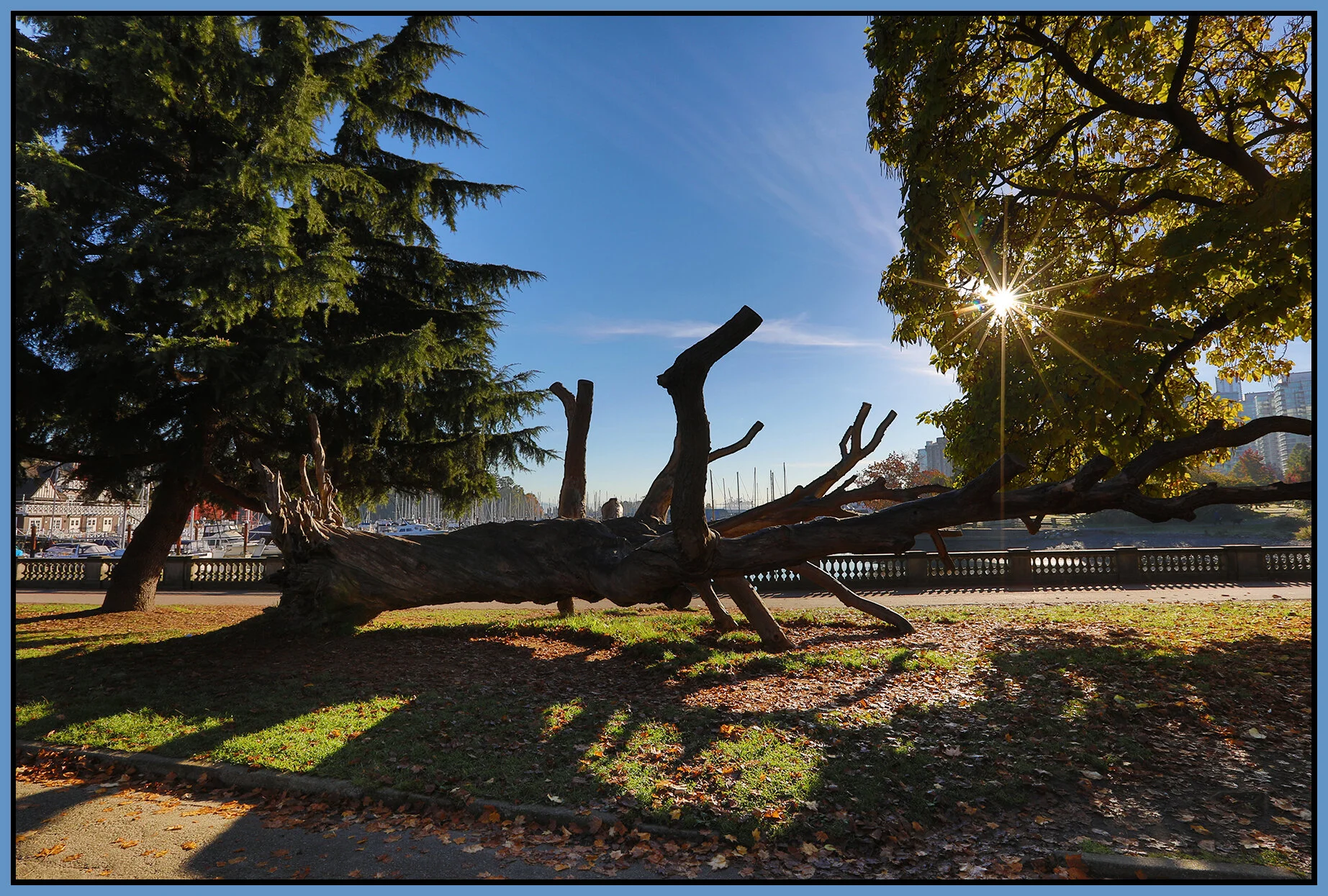 Stanley Pk Coal Harbor Tree_Oct 17_2018_HDR_D8912_4x6s.jpg