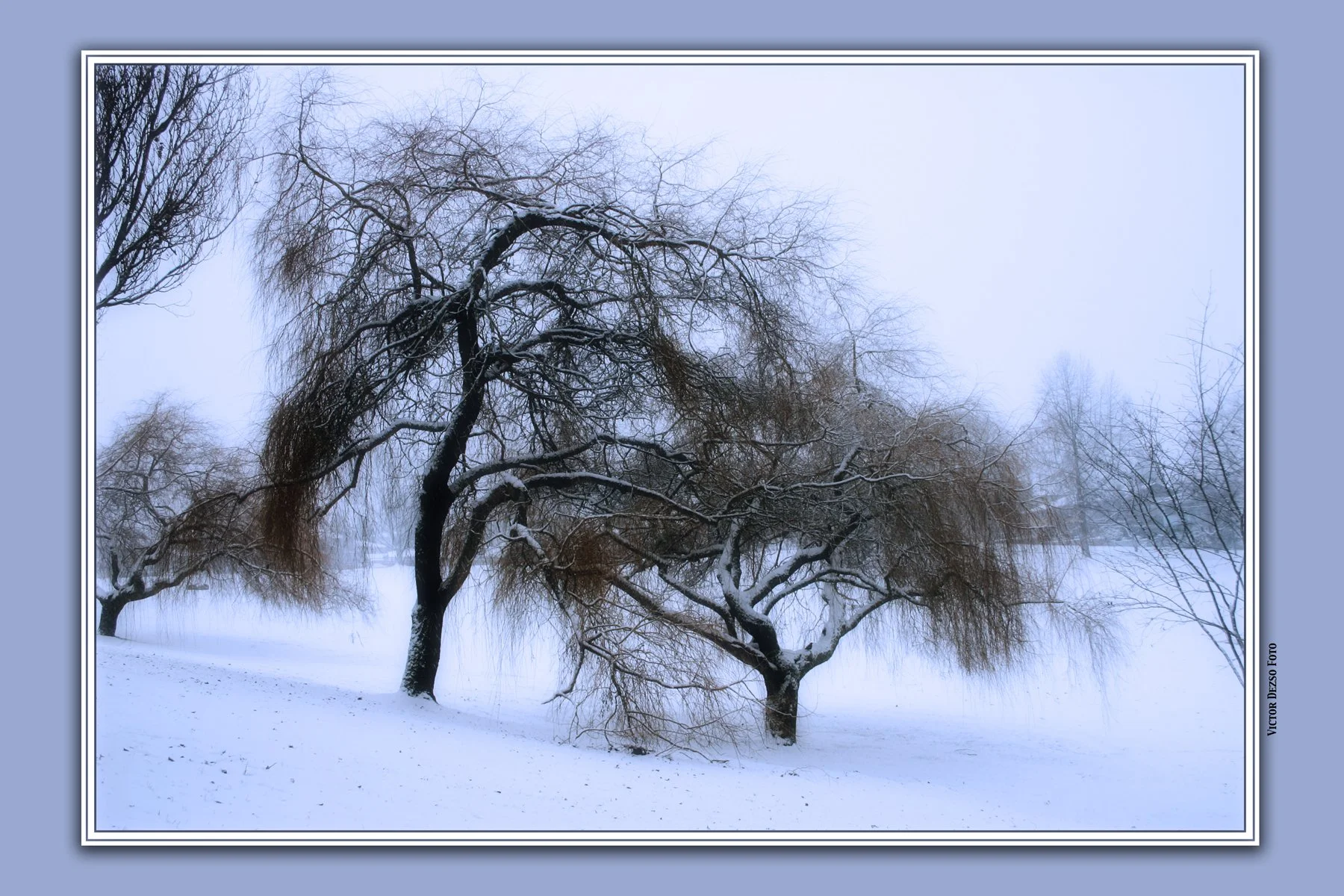 Falaise Park Trees_3609_2.1_4x6.jpg