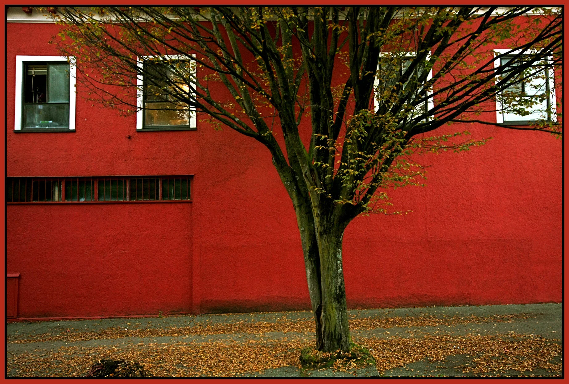 Tony's Market Tree_Oct 15_2007_4449_4x6s.jpg