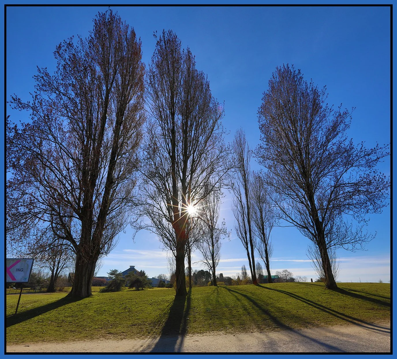 Vanier Park Trees_Mar 15_2024_HDR_Pan_4H4960_4x4s.jpg