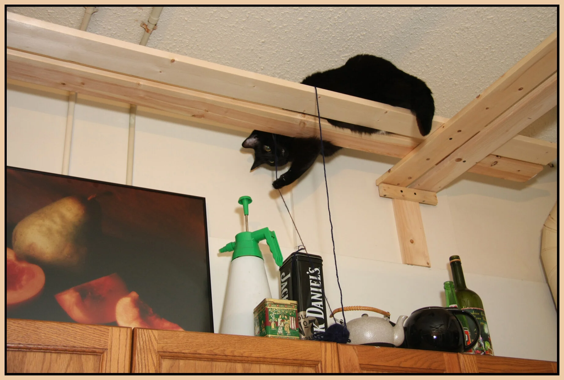 Crazy Cat_Feb 27_2008_6142_4x6s.jpg