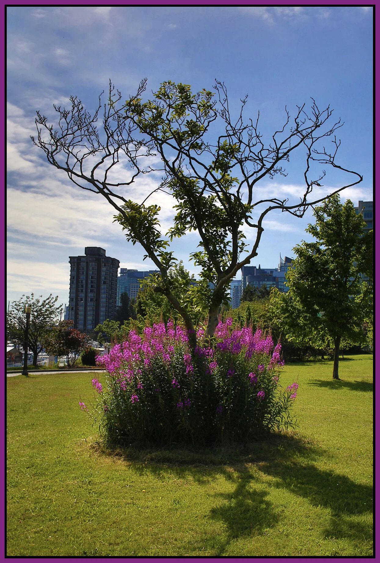 Devonian Harbour Pk Tree_Jun 29_2020_HDR_3B8257_4x6s.jpg