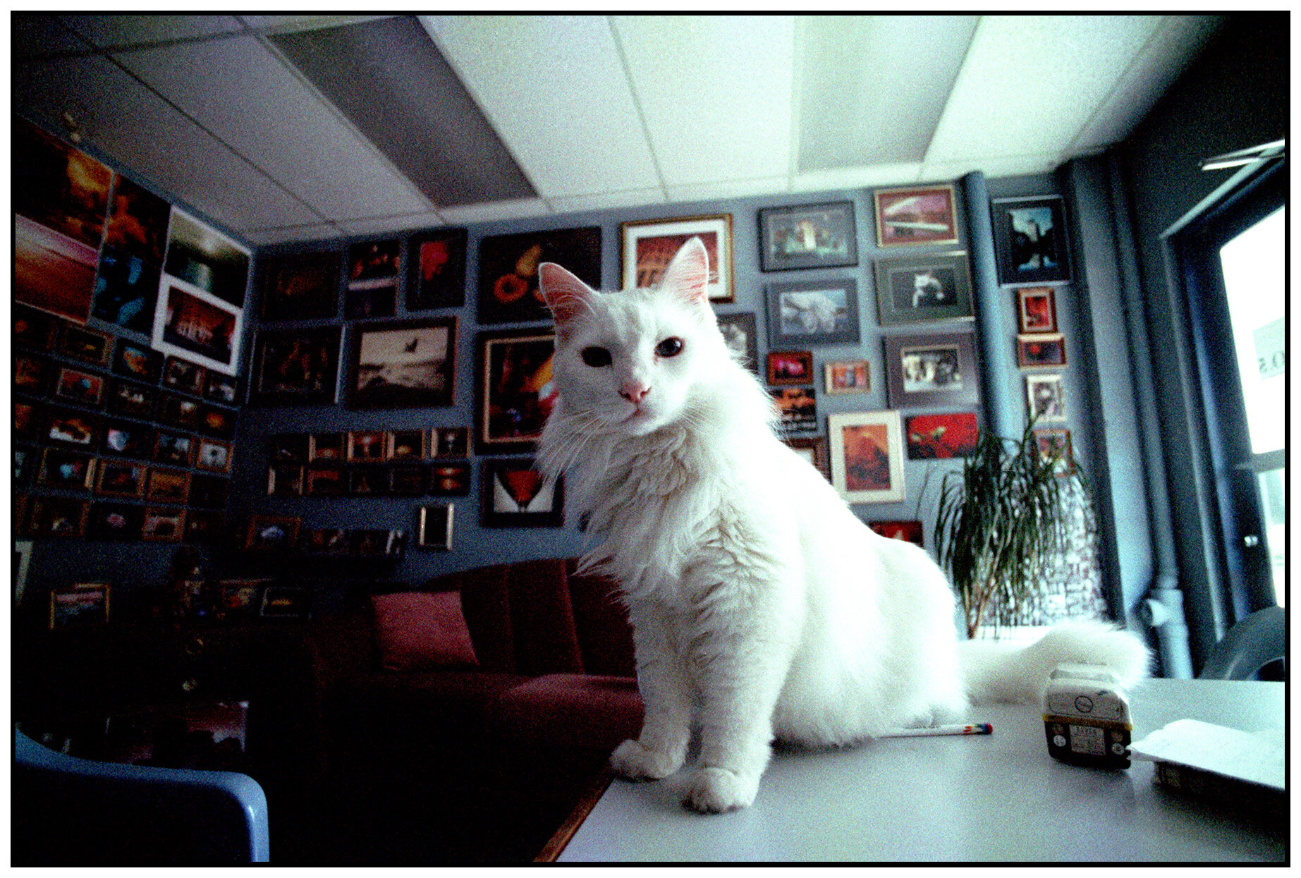 Beau_May 21_1996_9_1_4x6s.jpg