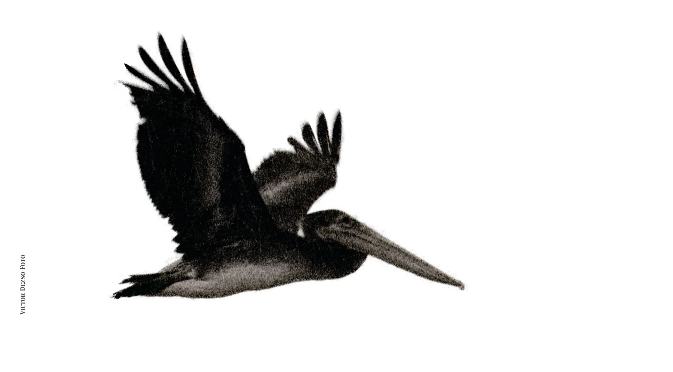 Pelican in Mexico_1970's_Flat_4x7.jpg