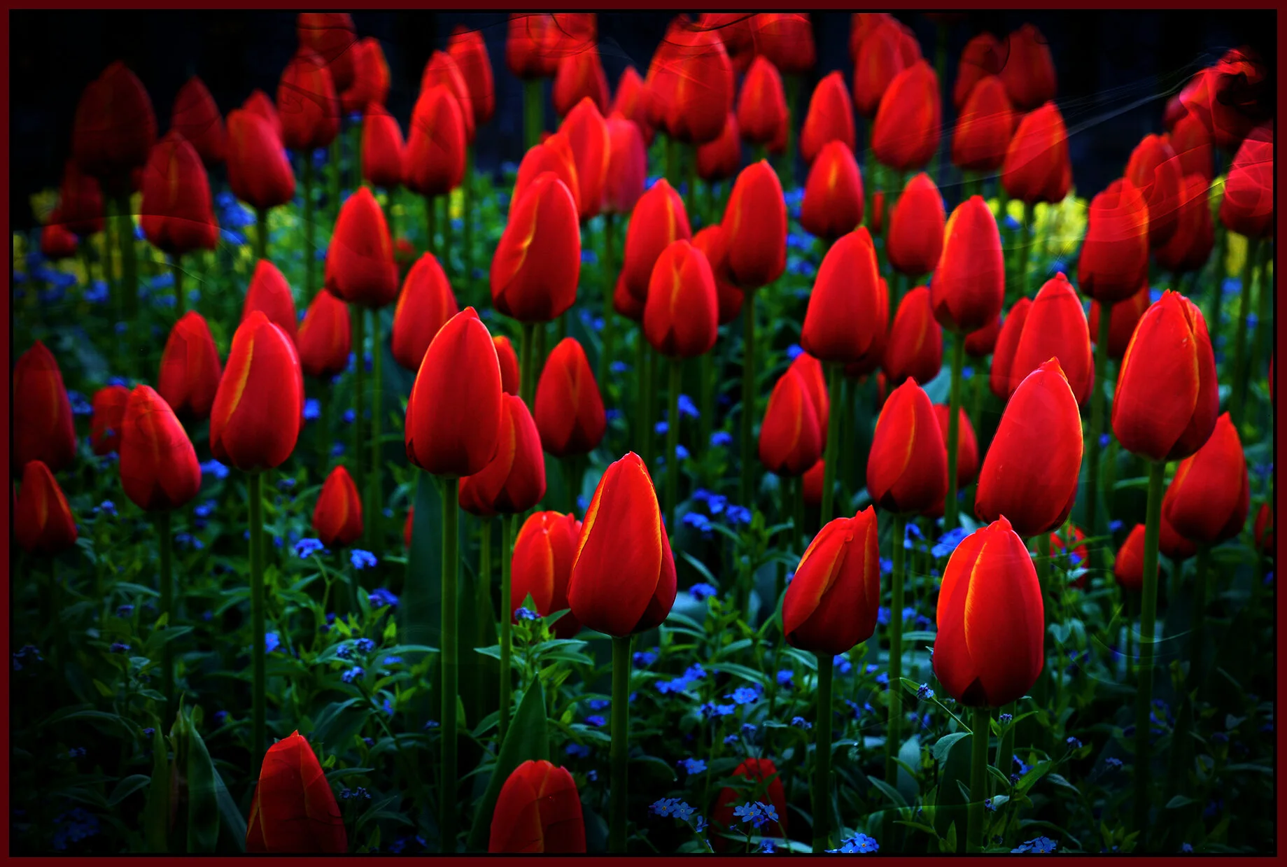 Flowers Tulips_Apr 25_2019_HDR_E4696_peDrftwood_4x6s.jpg
