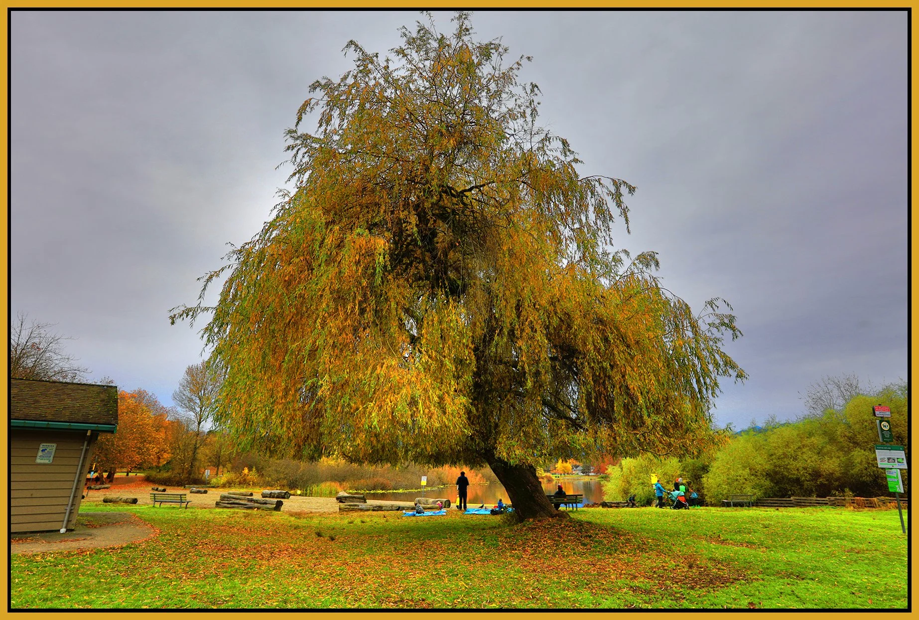 Trout Lake Trees_Nov 12_2025_HDR_4K5175_peWater_4x6s.jpg
