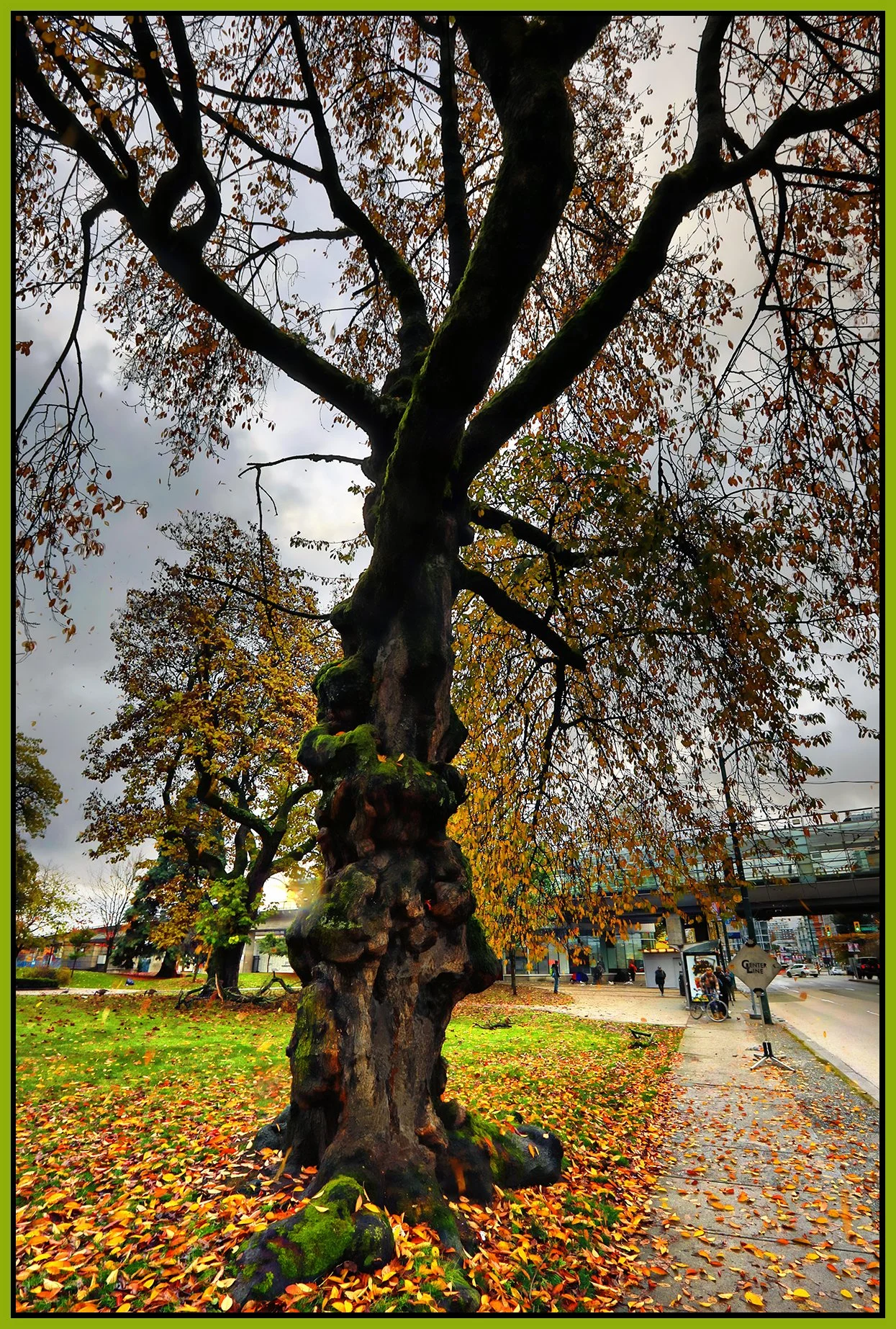 Thornton Park Tree_Nov 3_2024_HDR_5E4007_peShdngCntrst_4x6s.jpg