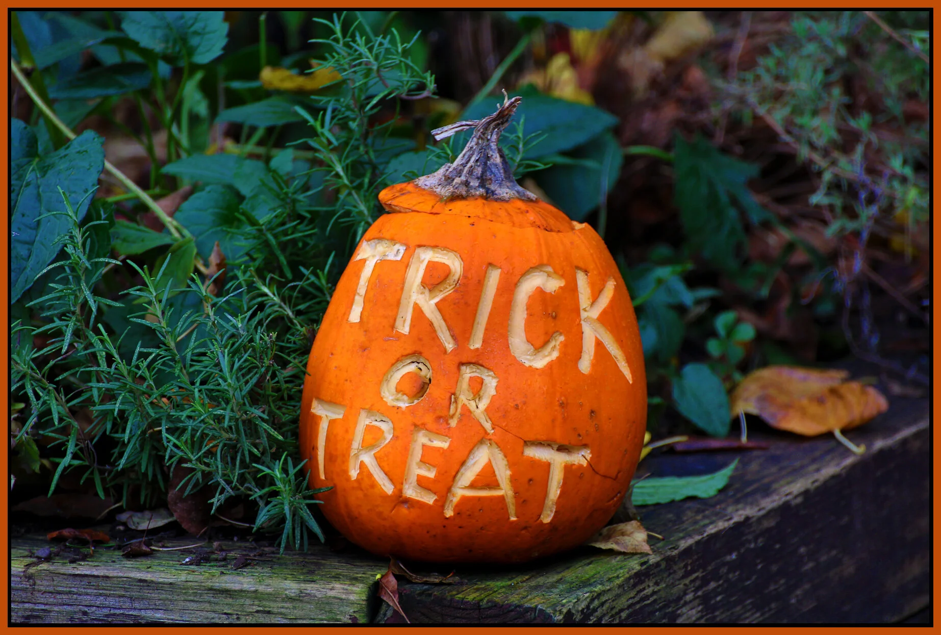 Strathcona Pumpkins_Nov 2_2014_HDR_F2667_4x6s.jpg