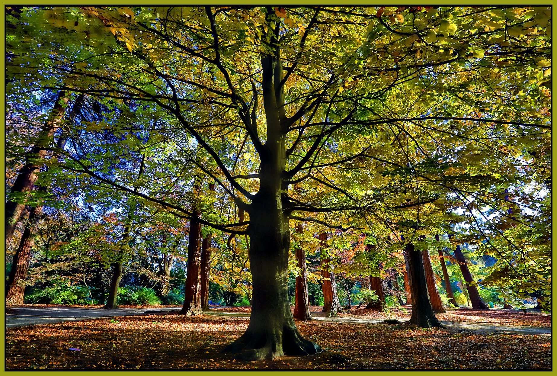 Stanley Pk Trees_Nov 18_2022_HDR_5C7022_peHdr2013_1_4x6s.jpg