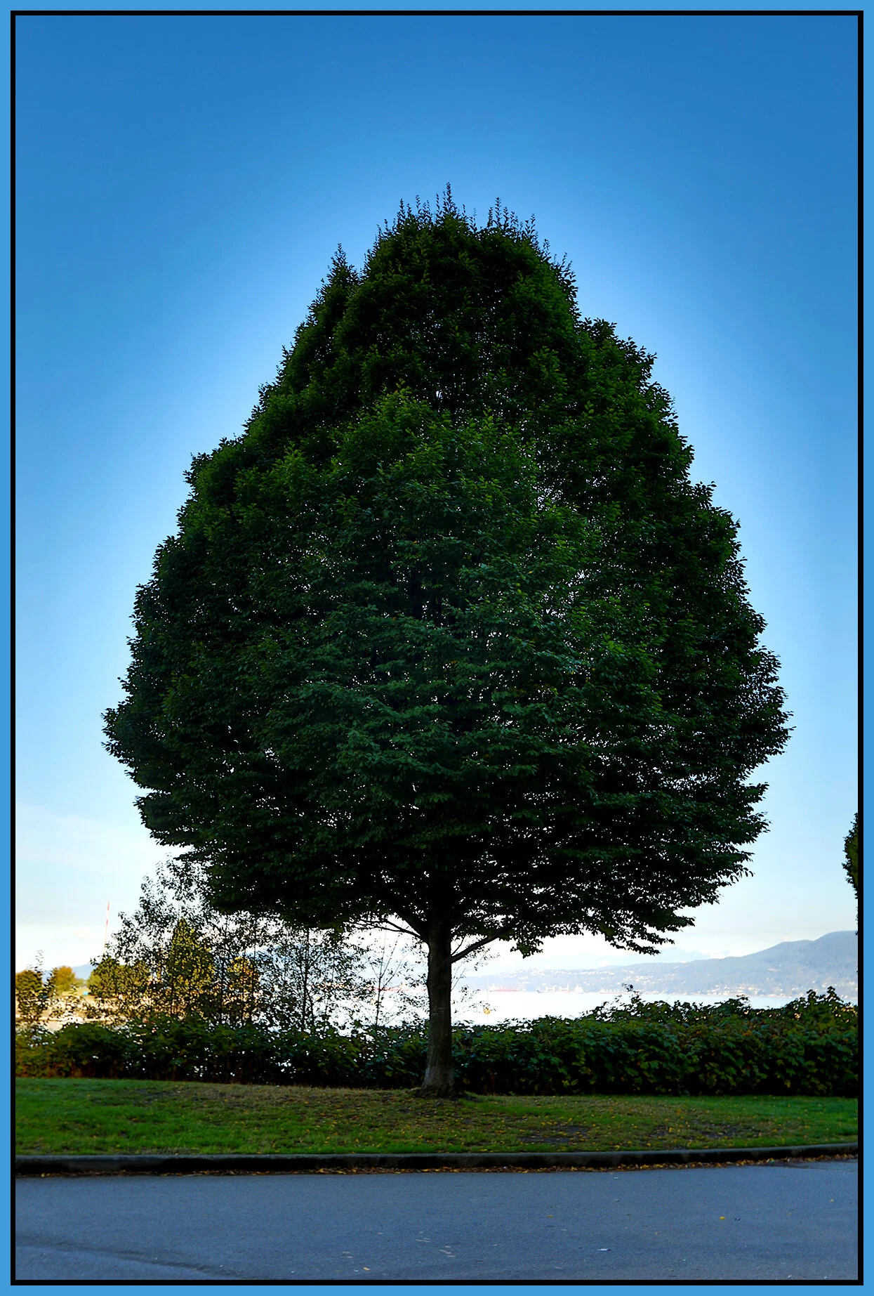 English Bay Tree_Sep 18_2018_D0072_4x6s.jpg