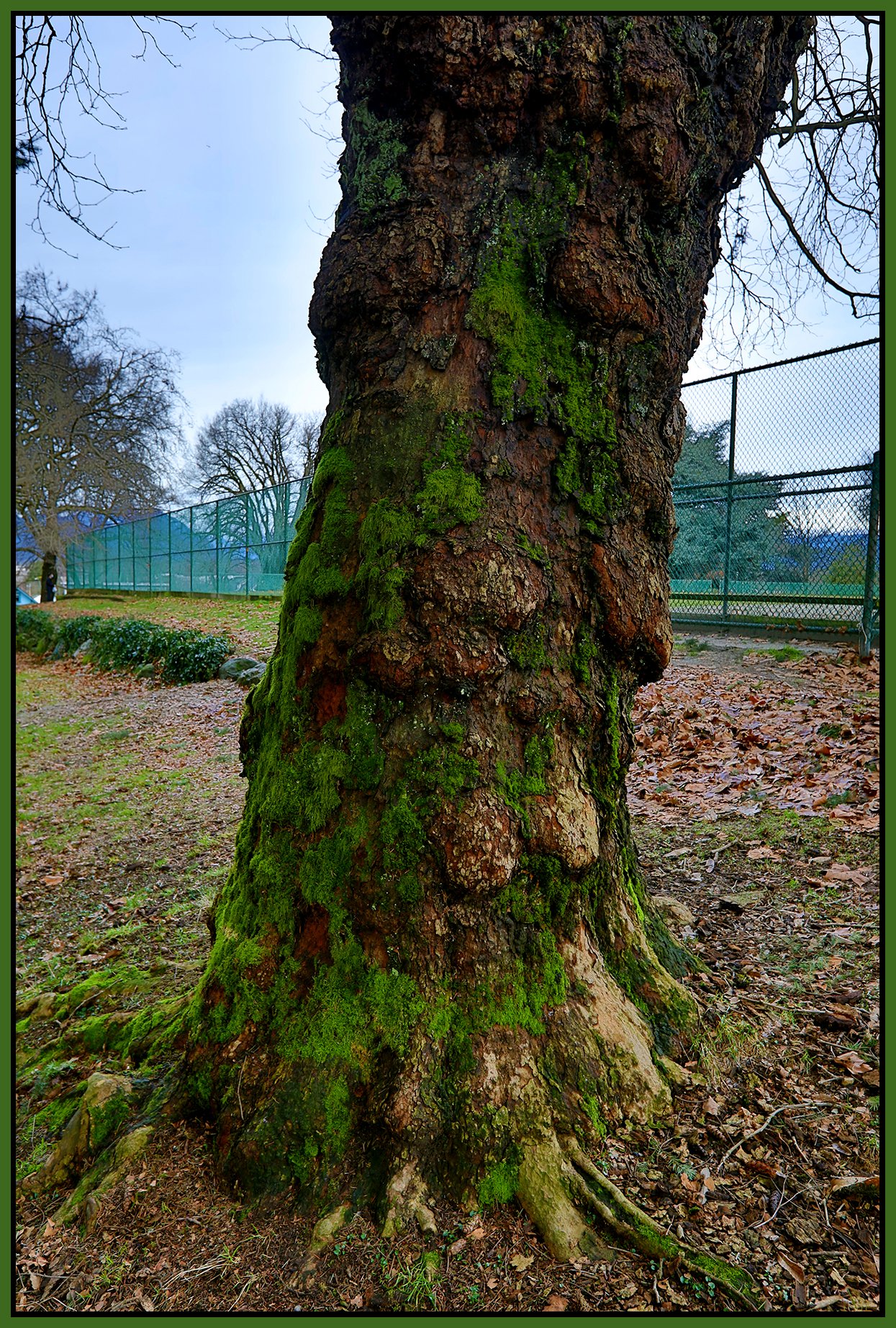 Clark Park Tree_Jan 14_2022_HDR_5A7040_4x6s.jpg