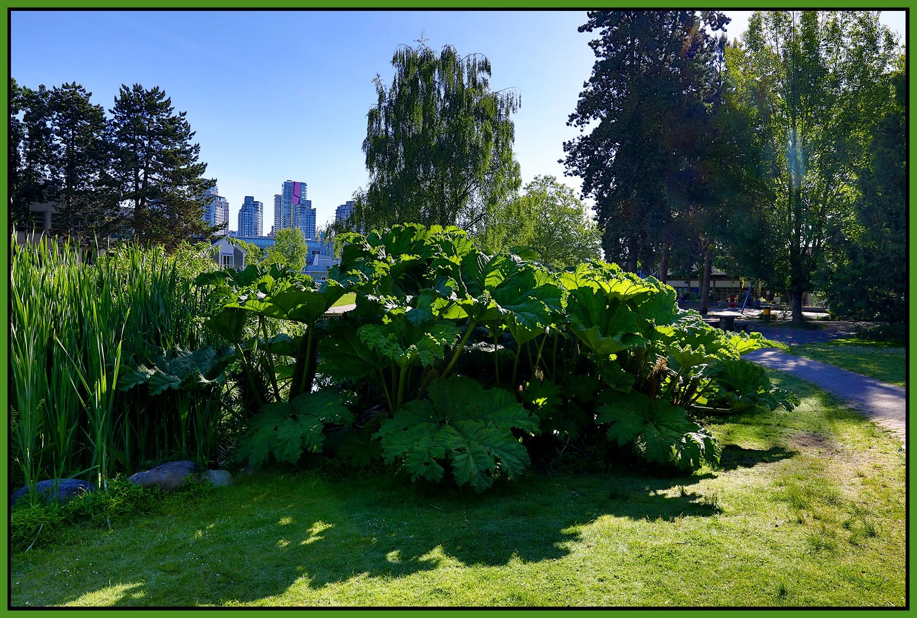 Granville Island Plants_Jun 2_2021_HDR_5A6737_4x6s.jpg