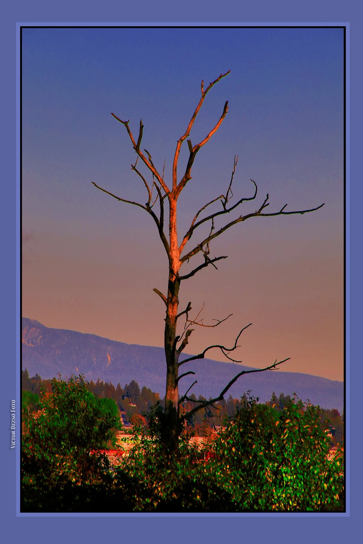 Fraser Regional Greenway Tree_Oct 26_2023_HDR_4H8957_peGrey&Green_ExpMrg_4x6ss.jpg