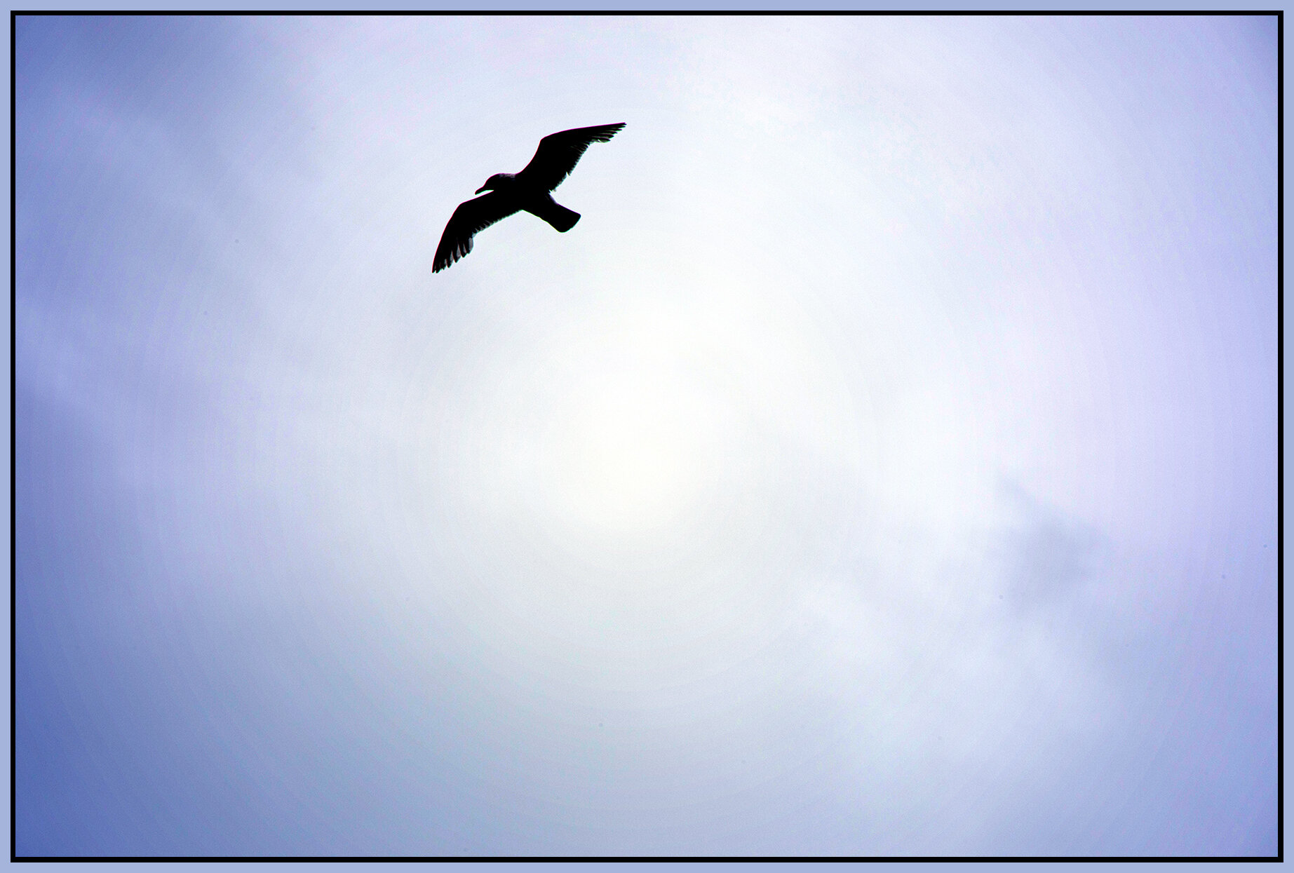 Seagull_Jun 15_2021_CR2_5A8494_peOdl_4x6s.jpg