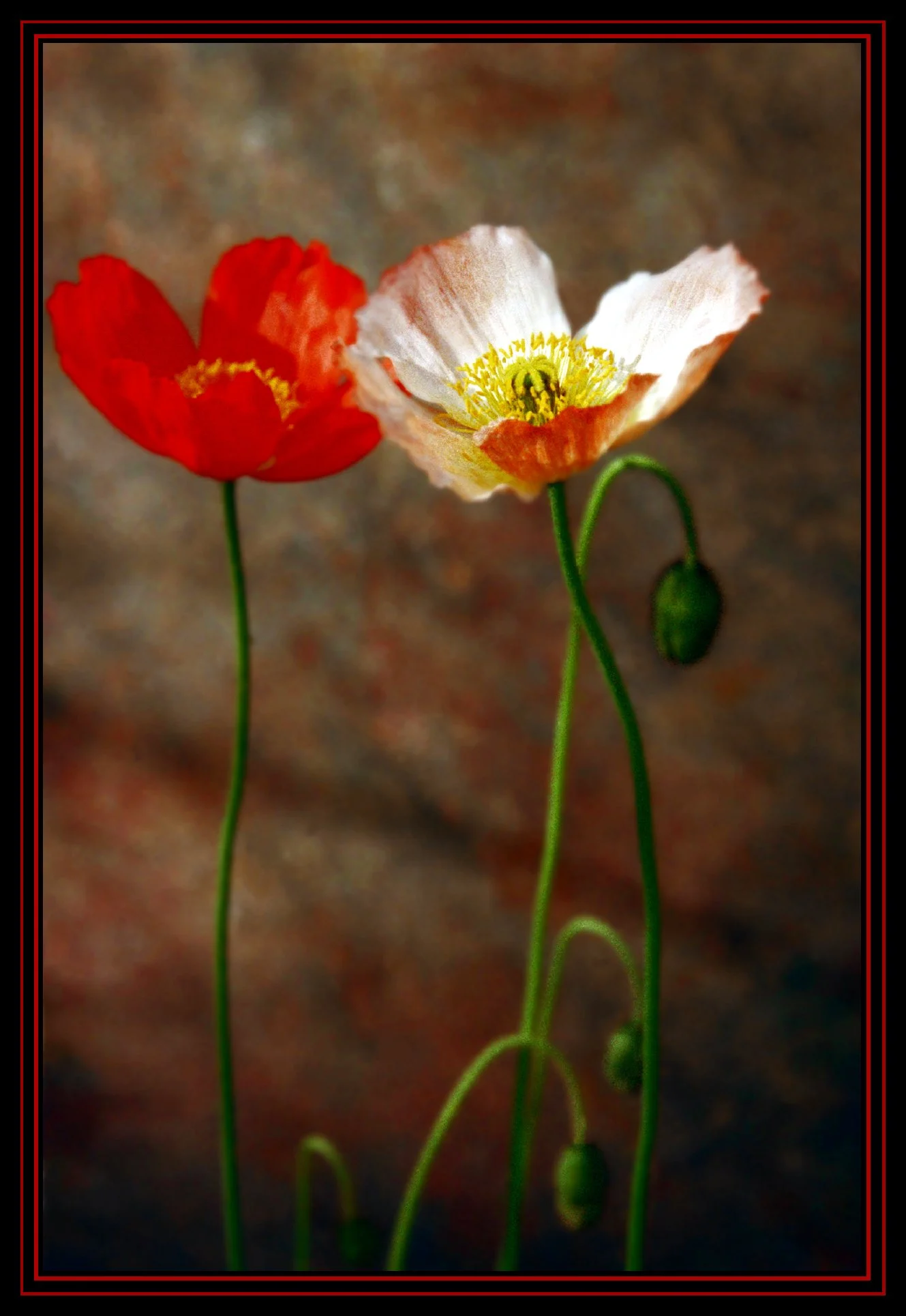 Poppies_1a_peDrkn&Imp_4x6s.jpg