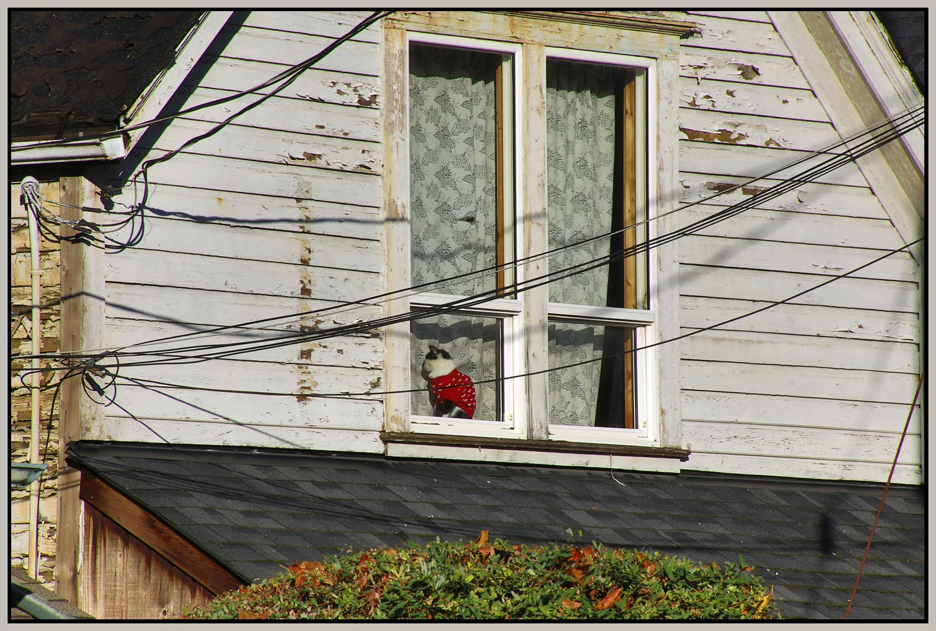 435 Heatley St Cat_Oct 29_2023_HDR_5C8758_4x6s.jpg