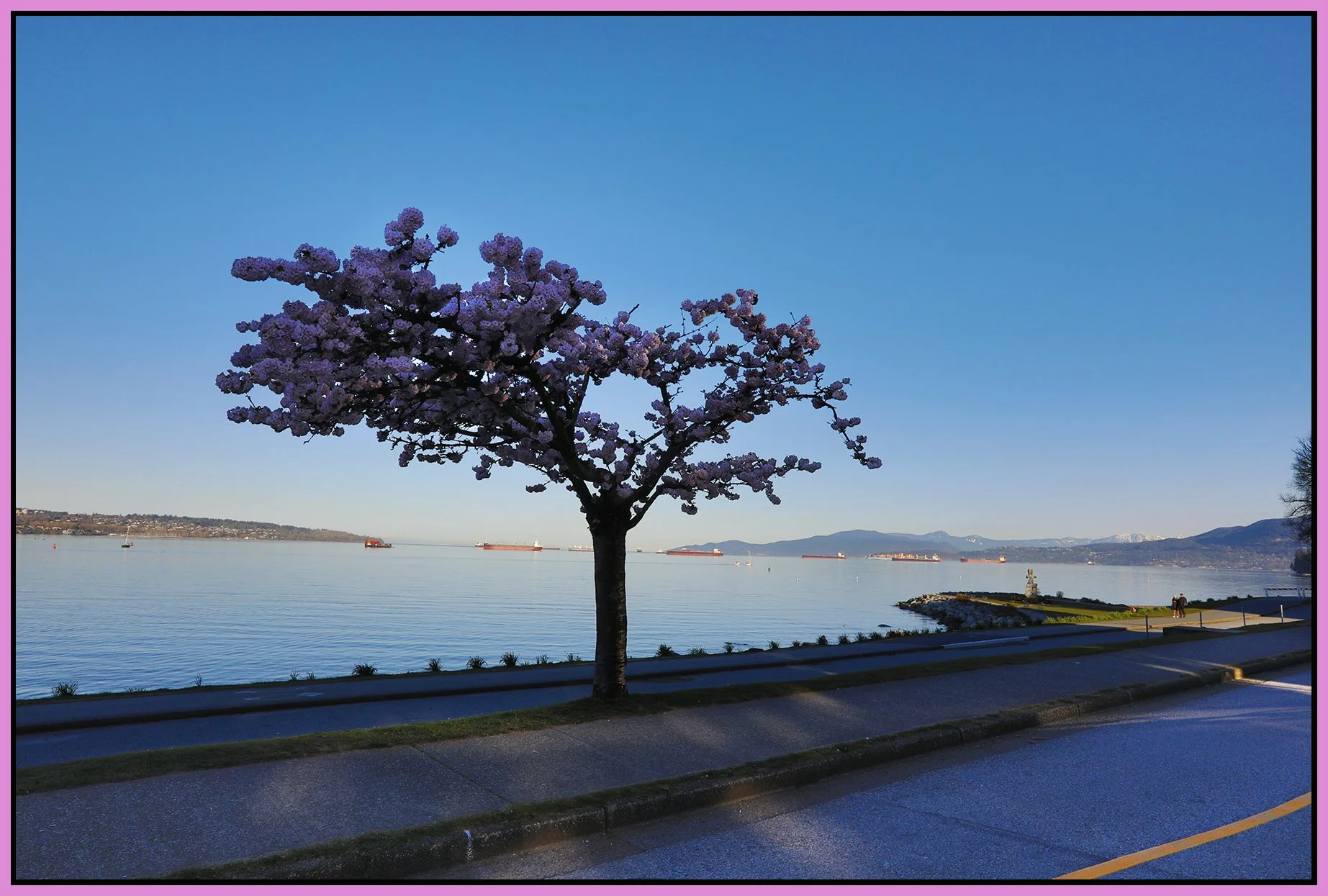 English Bay Tree_Apr 15_2021_HDR_5A8778_4x6s.jpg