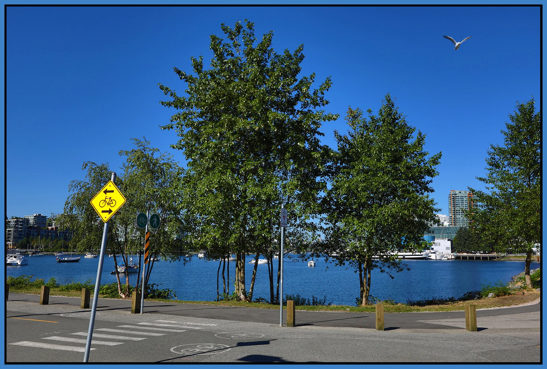 6 View Trees_July 16_2018_HDR_C2431_4x6ss.jpg