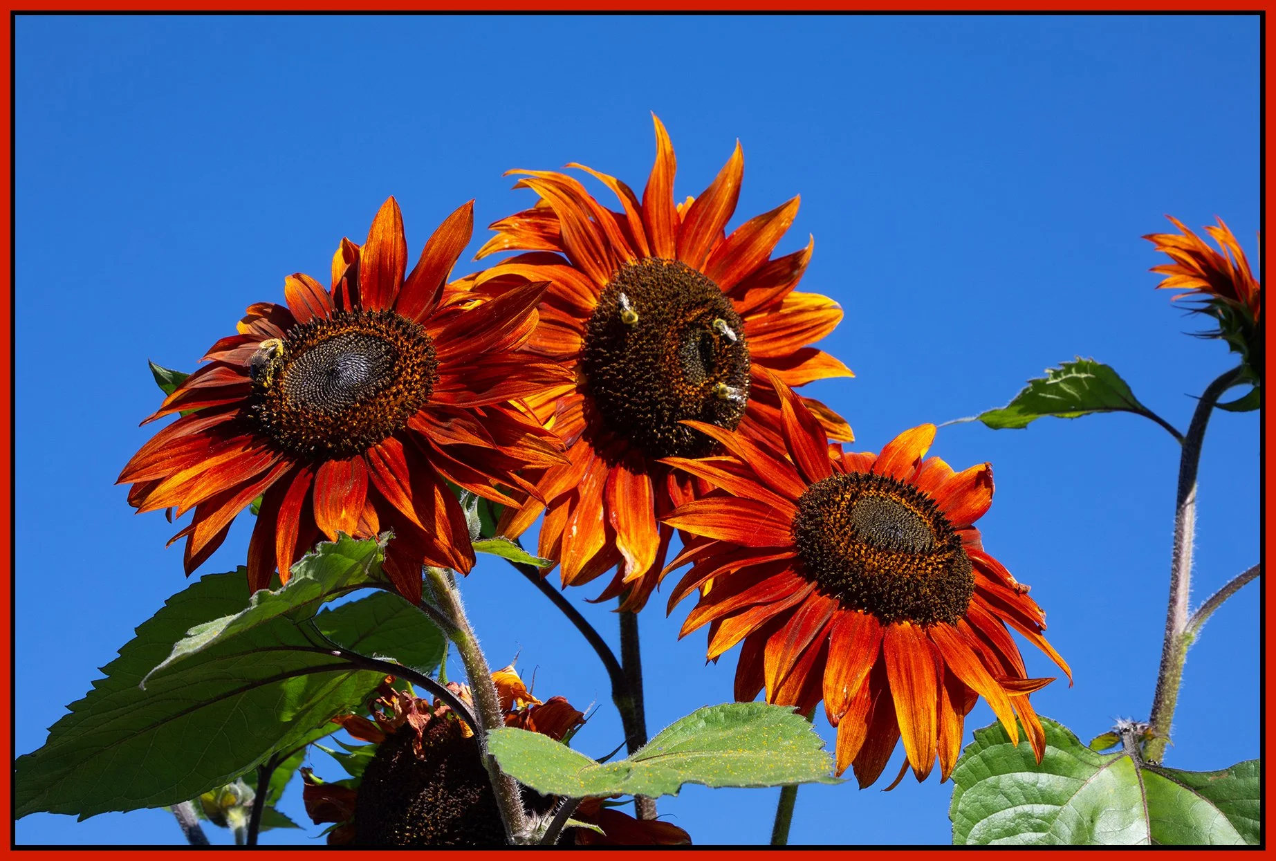 Flowers_Sunflowers_Aug 30_2024_CR2_4J3039_4x6s.jpg