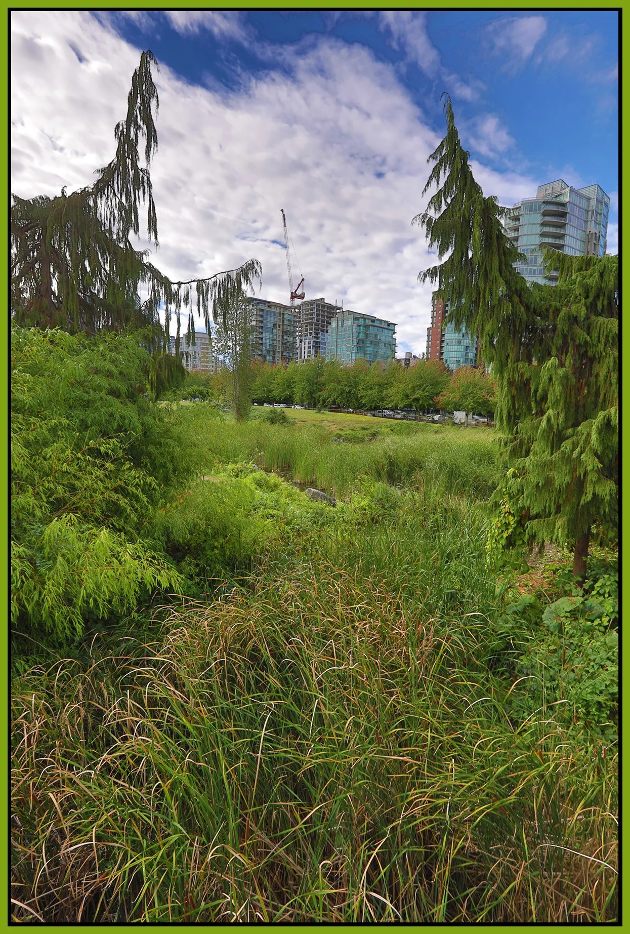 Devonian Harbour Park Plants_Aug 28_2026_HDR_4L1524_4x6s.jpg