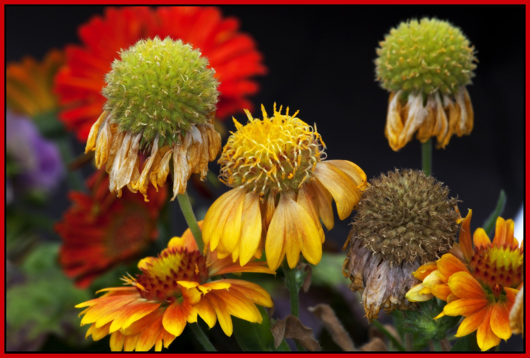 301 Raymur Flowers_Aug 21_2012_HDR_1818v_4x6s.jpg