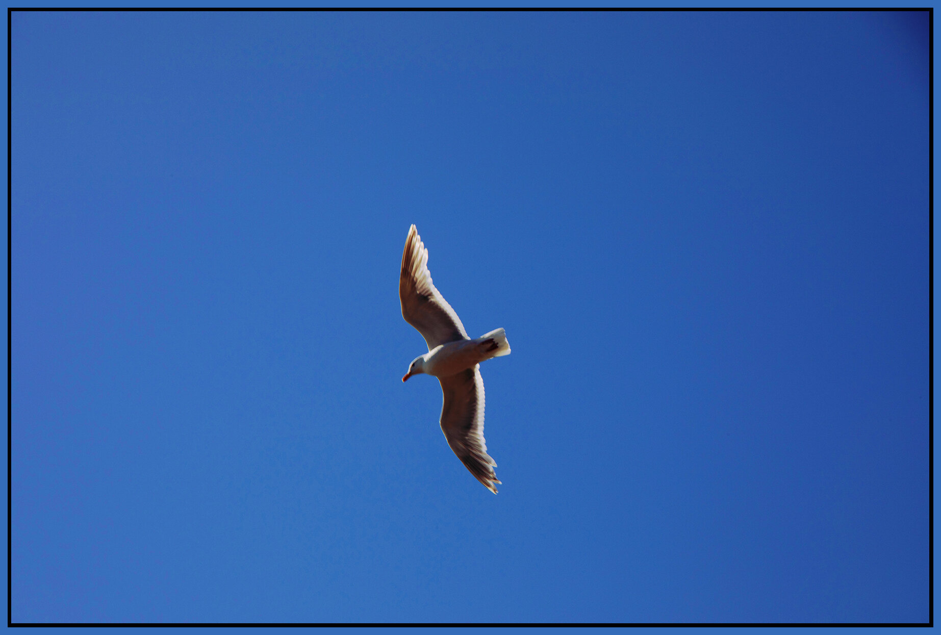 Seagull_Jul 3_2021_CR2_5A1086_peB&s_4x6s.jpg